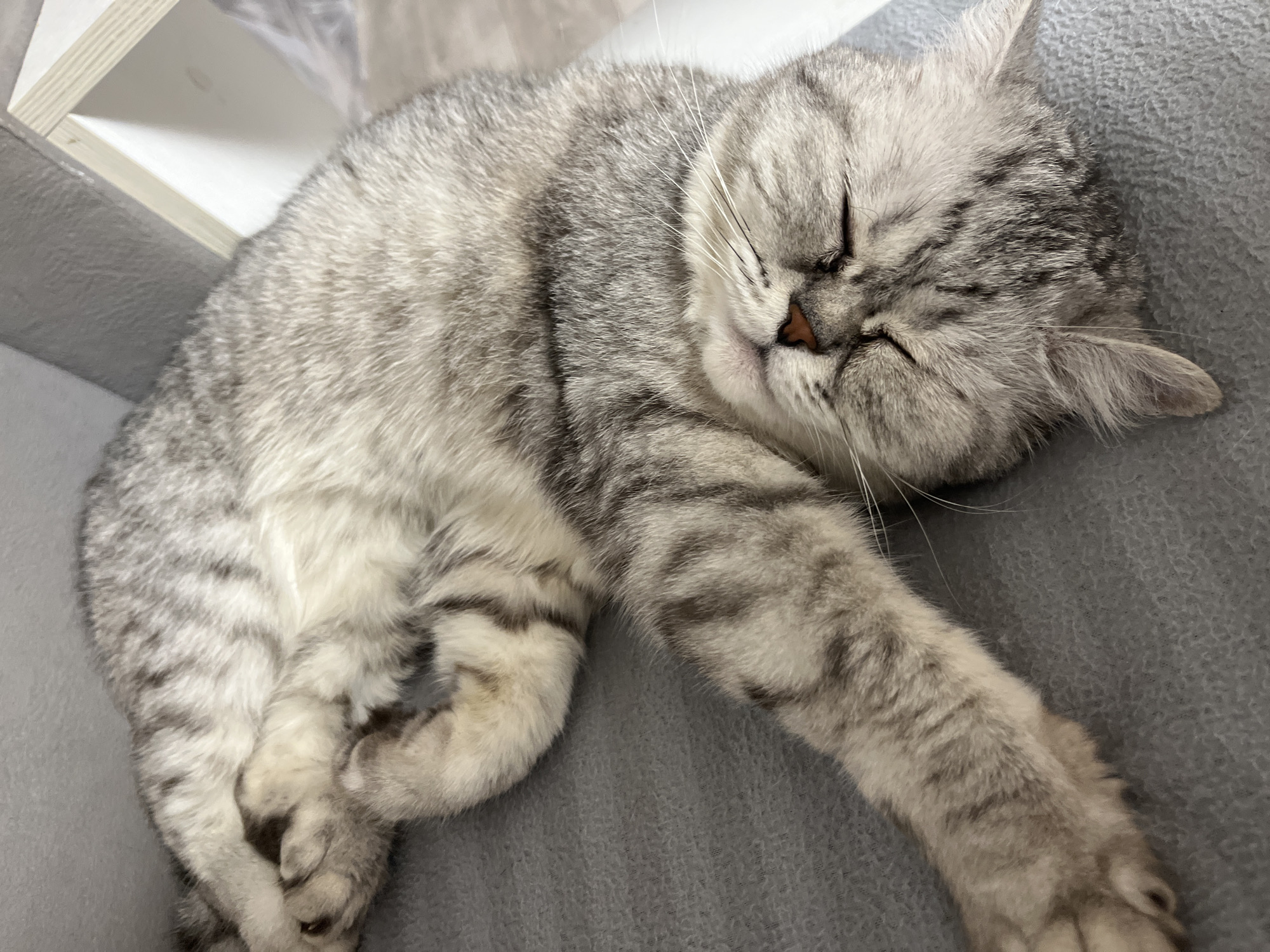 A silver tabby cat is asleep, curled up on a gray surface. A section of a white shelf or cabinet is visible in the background, but otherwise, the image is focused on the cat. There is no evidence to indicate the location is Chaikovsky, Russia or any other specific place.