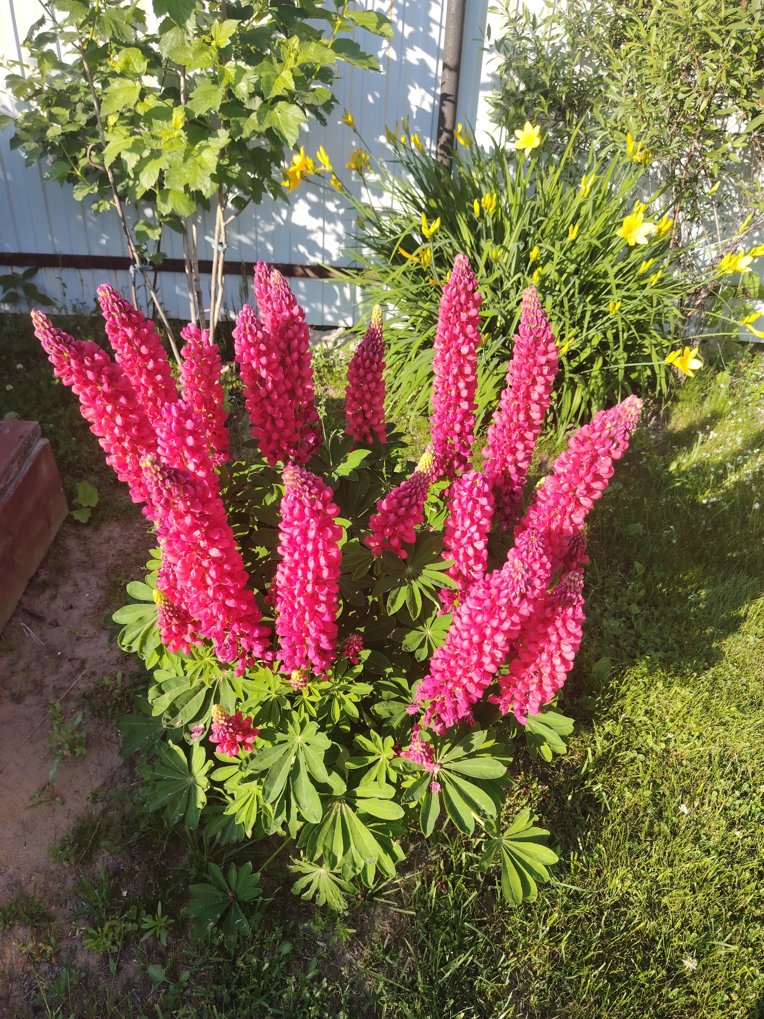 A close-up, eye-level, outdoor shot captures a dense cluster of bright pink lupine flowers in full bloom, dominating the foreground. The lupines are tall and spire-like, with individual flowers tightly packed along their stalks, creating a rich, textured appearance. Their vibrant color contrasts with the surrounding green foliage. Behind the lupines, to the left, is a bush with broad green leaves, its branches supported by thin stakes. To the right and behind the lupines, a patch of tall, thin green stalks with yellow flowers and buds is visible, suggesting a different type of plant. In the background, a white, paneled fence runs horizontally, casting shadows from unseen objects. The ground in front of the lupines is a mix of dark soil with sparse grass and some small weeds, while to the right, a well-maintained green lawn stretches out, dotted with small white wildflowers and bathed in sunlight. A small, dark reddish-brown object, possibly a brick or stone, is partially visible in the lower left corner. The lighting suggests it is a sunny day, casting distinct shadows. The overall scene depicts a garden setting with a variety of plants in bloom.