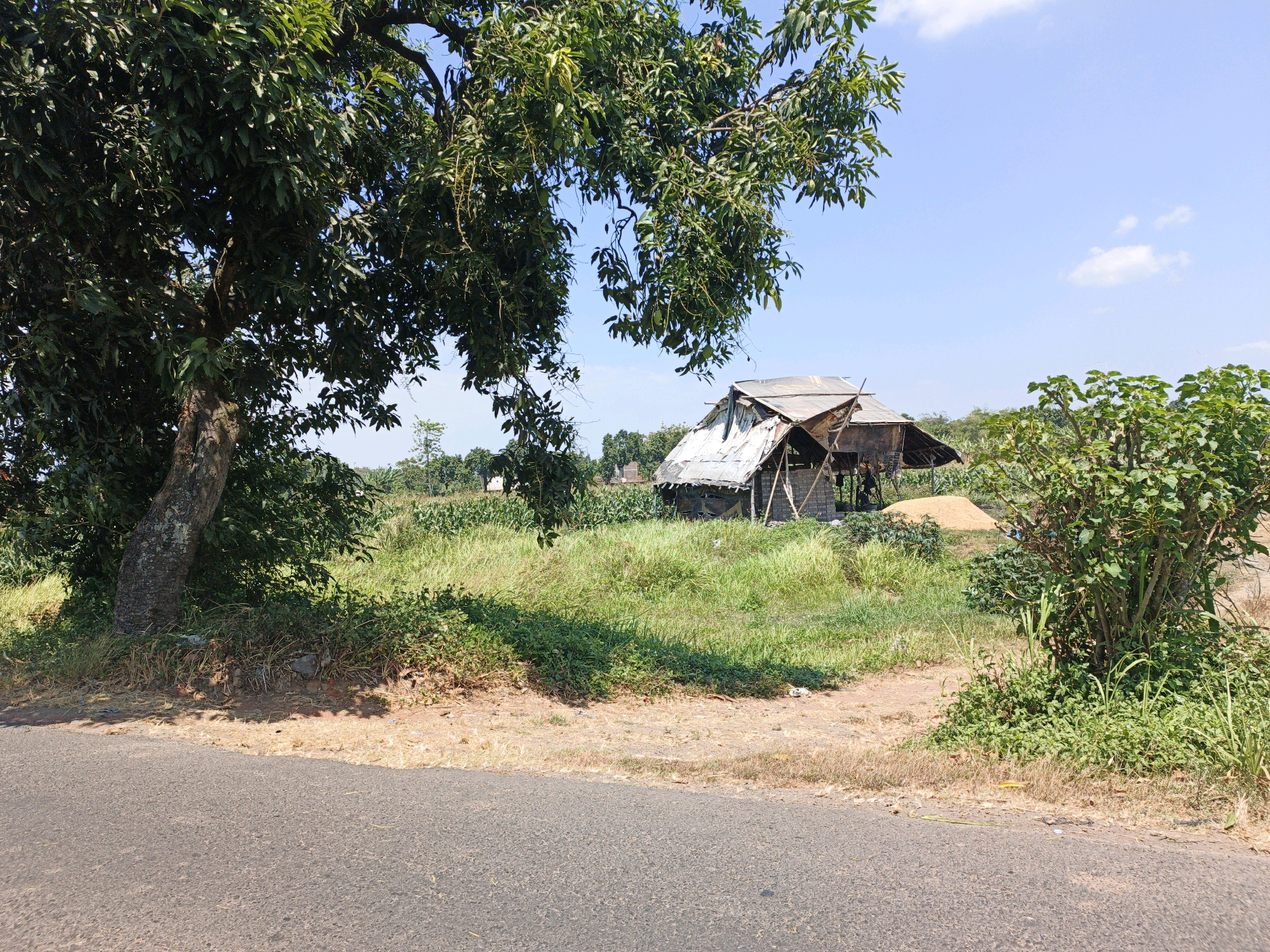 The image depicts a rural scene in Panggih, Indonesia, on a sunny day. In the foreground, a grey asphalt road runs along the bottom of the frame. To the right of the road, a small mound of dry grass and dirt is visible, with green vegetation growing on its right side. A large tree with dense green foliage dominates the left side of the image, casting shadows on the ground.
In the middle ground, a field of green grass extends towards a rustic, dilapidated wooden structure with a corrugated metal roof. Behind the structure, a large pile of light brown material, possibly grain or sand, is visible. Further in the background, more green vegetation and trees are present, with a clear blue sky overhead dotted with a few white clouds. The overall environment suggests a tranquil, agricultural setting.