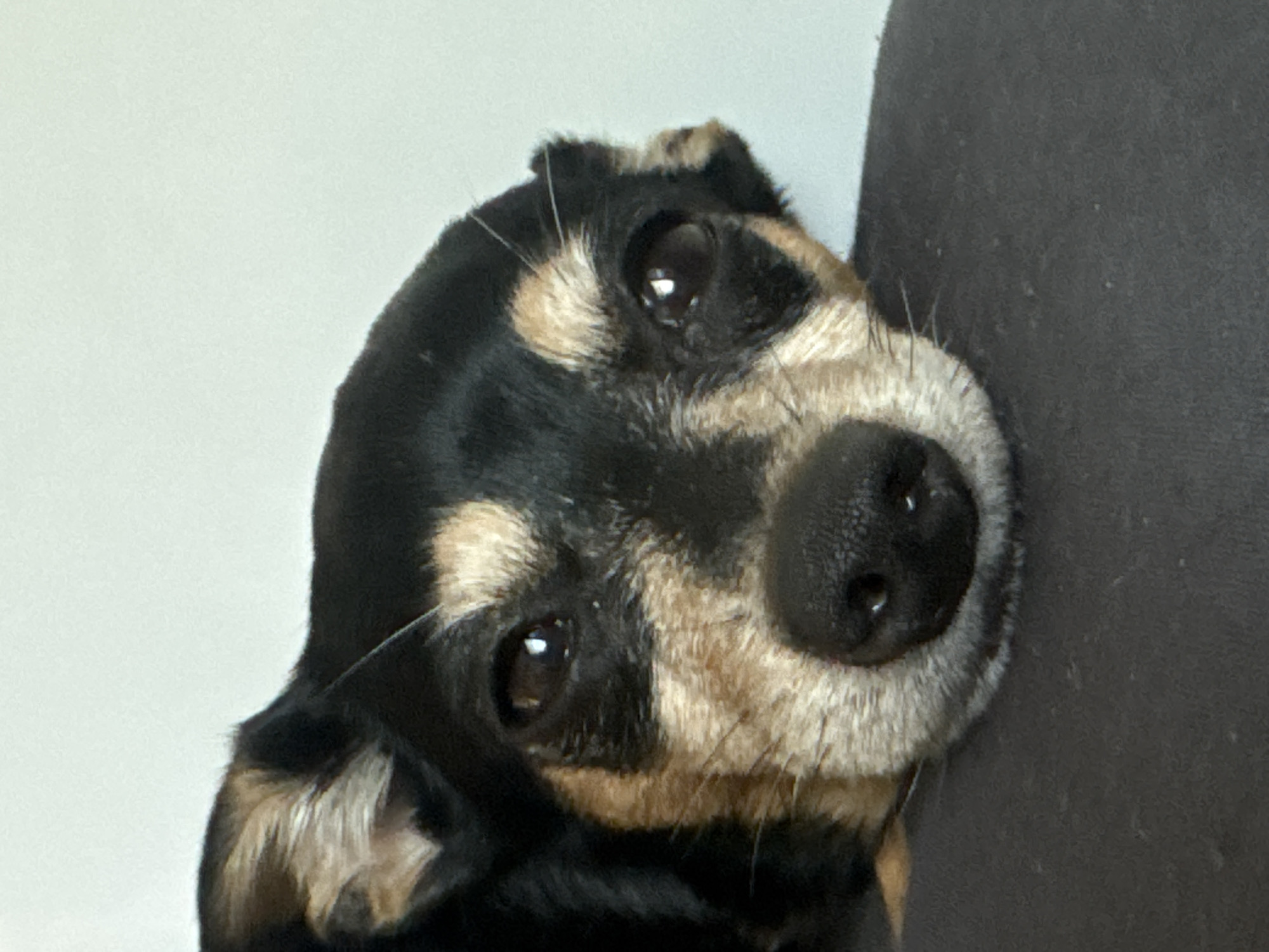 A close-up, eye-level shot captures a small dog, likely a mixed breed, resting its head on a dark, textured surface. The dog's fur is a mix of black, brown, and tan, with distinct markings around its eyes and snout. Its eyes are dark brown and appear slightly droopy, conveying a calm or perhaps sleepy expression. The background is a plain, light-colored surface, possibly a wall. The image is well-lit, with soft shadows. There is no indication of the dog's location within the city of Sofia, Bulgaria, as the background is featureless and generic.