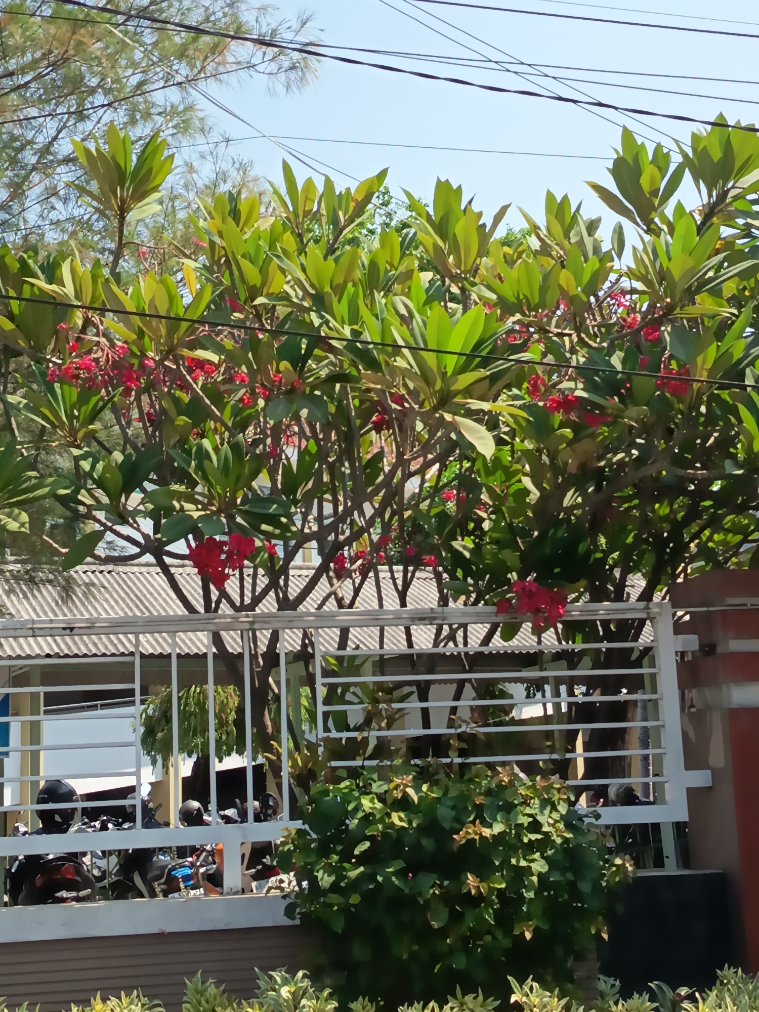 In the city of Kandangjati Kulon, Indonesia, a frangipani tree with vibrant red flowers and lush green leaves dominates the foreground, its branches arching over a white metal fence. Beyond the fence, several motorcycles are parked in a shaded area, some with helmets visible. The fence encloses a building with a corrugated metal roof. The sky above is a clear blue, with thin power lines crisscrossing the frame. A dense green bush is positioned in front of the fence, adding to the natural elements of the scene.