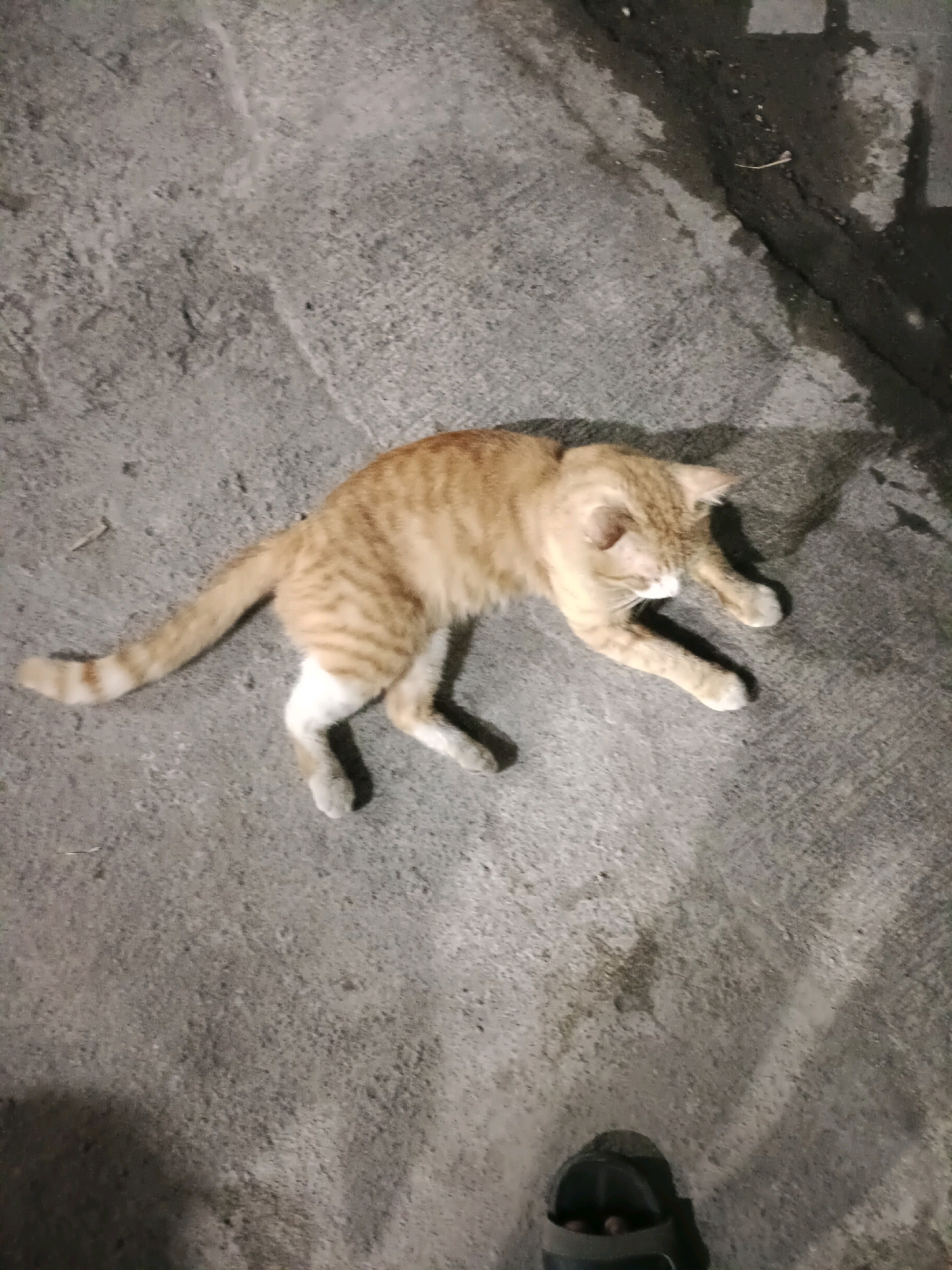 A ginger tabby cat with white paws is lying on a gray, rough concrete surface at night. The cat is facing to the right, with its head turned slightly towards the viewer. Shadows are cast on the ground, indicating artificial lighting. To the right of the cat, there is a dark, wet patch on the concrete, possibly indicating water or oil. A black sandal is visible at the bottom of the frame. The scene appears to be an outdoor area in Rancang Kencono, Indonesia.