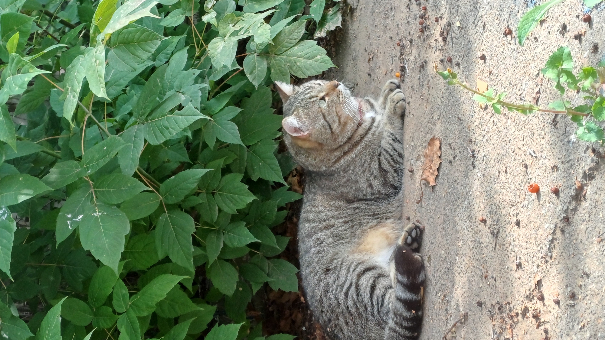 A tabby cat with grey and black stripes lies on a concrete surface next to a lush green leafy bush. The cat is facing to the right of the frame with its head slightly turned, showing its profile. Its eyes are open, and its ears are perked. The cat is lying down, with its front paws tucked beneath its chest and its hind legs extended. A thin pink collar is visible around its neck. The concrete surface is speckled with small debris, including fallen leaves and what appear to be small berries or seeds. A single dried oak leaf lies on the concrete to the left of the cat. A small green plant with delicate leaves is growing out of the concrete in the lower right corner of the frame. The background is dominated by dense green foliage, suggesting an outdoor setting in a park or garden, potentially in Izhevsk, Russia. The lighting indicates it is daytime, with sunlight casting subtle shadows.