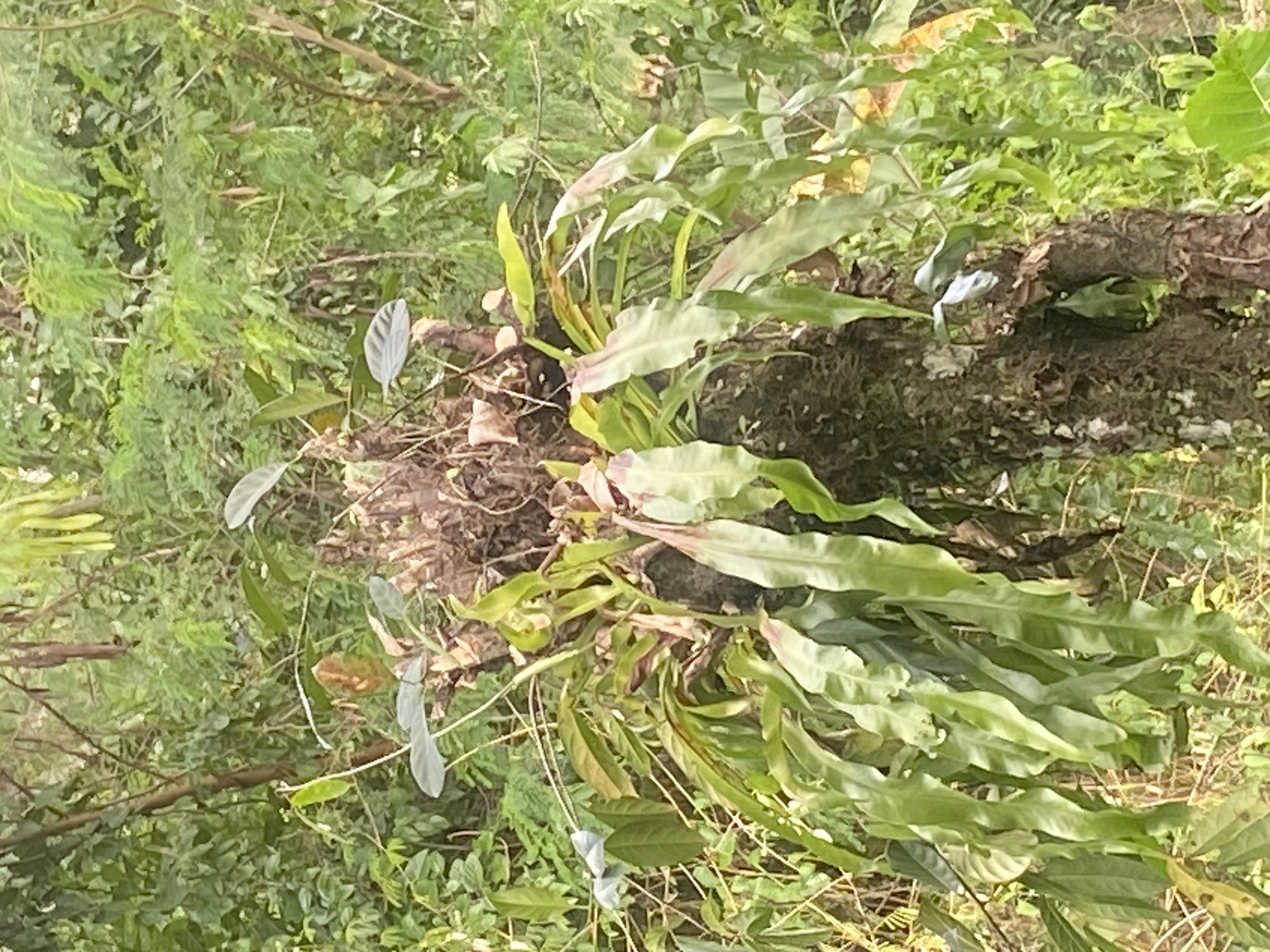 The image shows a close-up view of a thick, moss-covered tree trunk with various plants growing on it. The tree trunk is the central subject, positioned vertically in the frame. Several types of foliage are visible, including long, drooping green leaves and smaller, broader leaves. Some of the leaves appear wilted or dried. The background is a dense, green forest with various trees and branches, suggesting a natural environment. The lighting appears soft and diffused, consistent with an overcast day or shaded area. The scene is static, with no apparent human activity or movement. This image was taken in Makale, Indonesia.