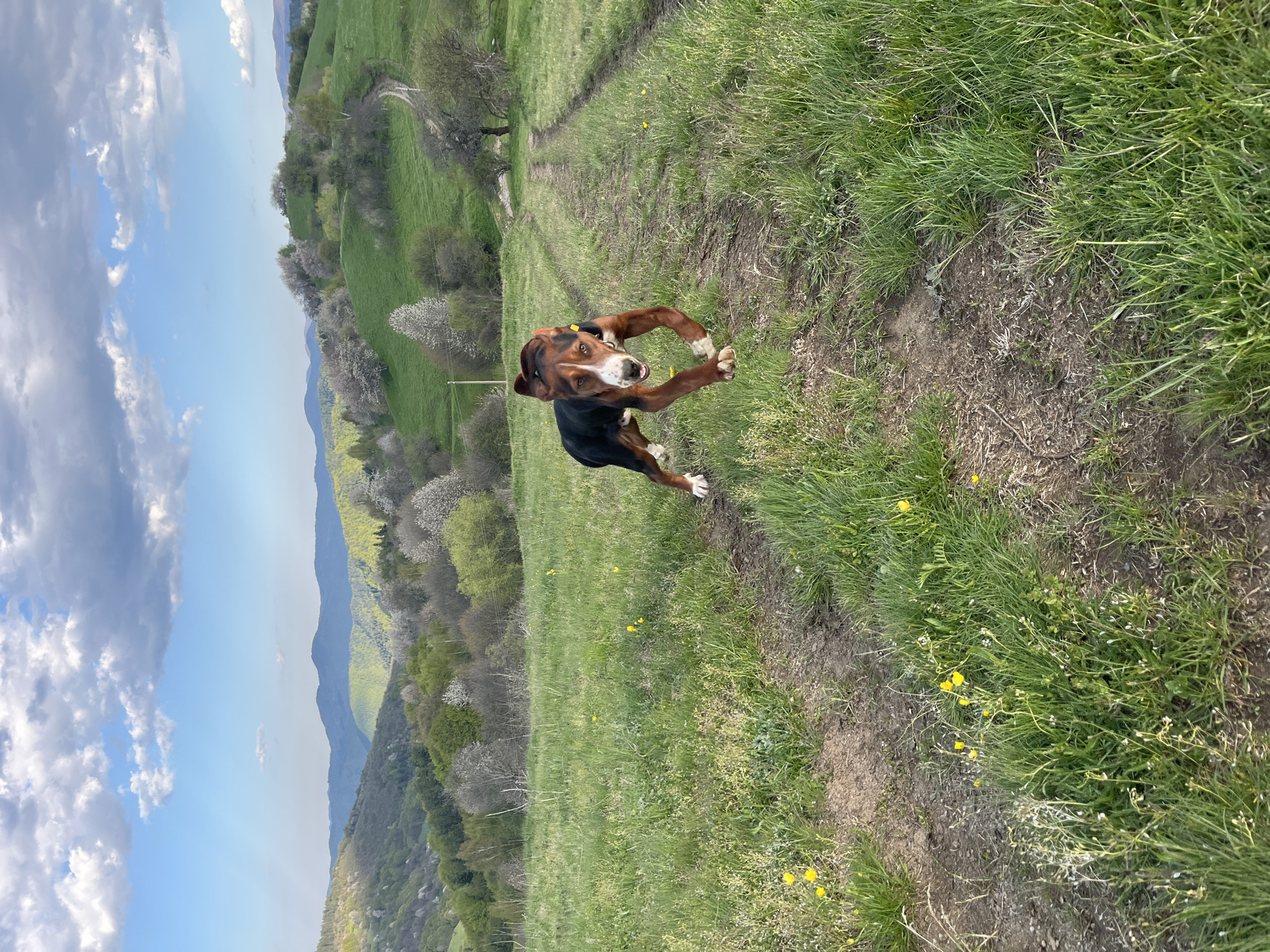 A medium shot captures a brown and black hound-type dog on a grassy path. The dog is mid-stride with its front paws raised, and its head is turned slightly toward the viewer. It wears an orange collar.
The dog is located on a green grassy path that has some brown dirt patches. The path is surrounded by more lush green grass speckled with small yellow flowers. To the left of the path, there is a rolling green hillside with trees and flowering bushes. In the background, mountains are visible under a sky with patches of blue and white clouds.
The image suggests a rural or natural setting, potentially a field or a hiking trail. The city of Turyan, Bulgaria is not specifically indicated by any distinguishable landmark or feature. The rolling hills and vegetation could be indicative of the landscape around Turyan, but without further visual confirmation, the exact location is uncertain.