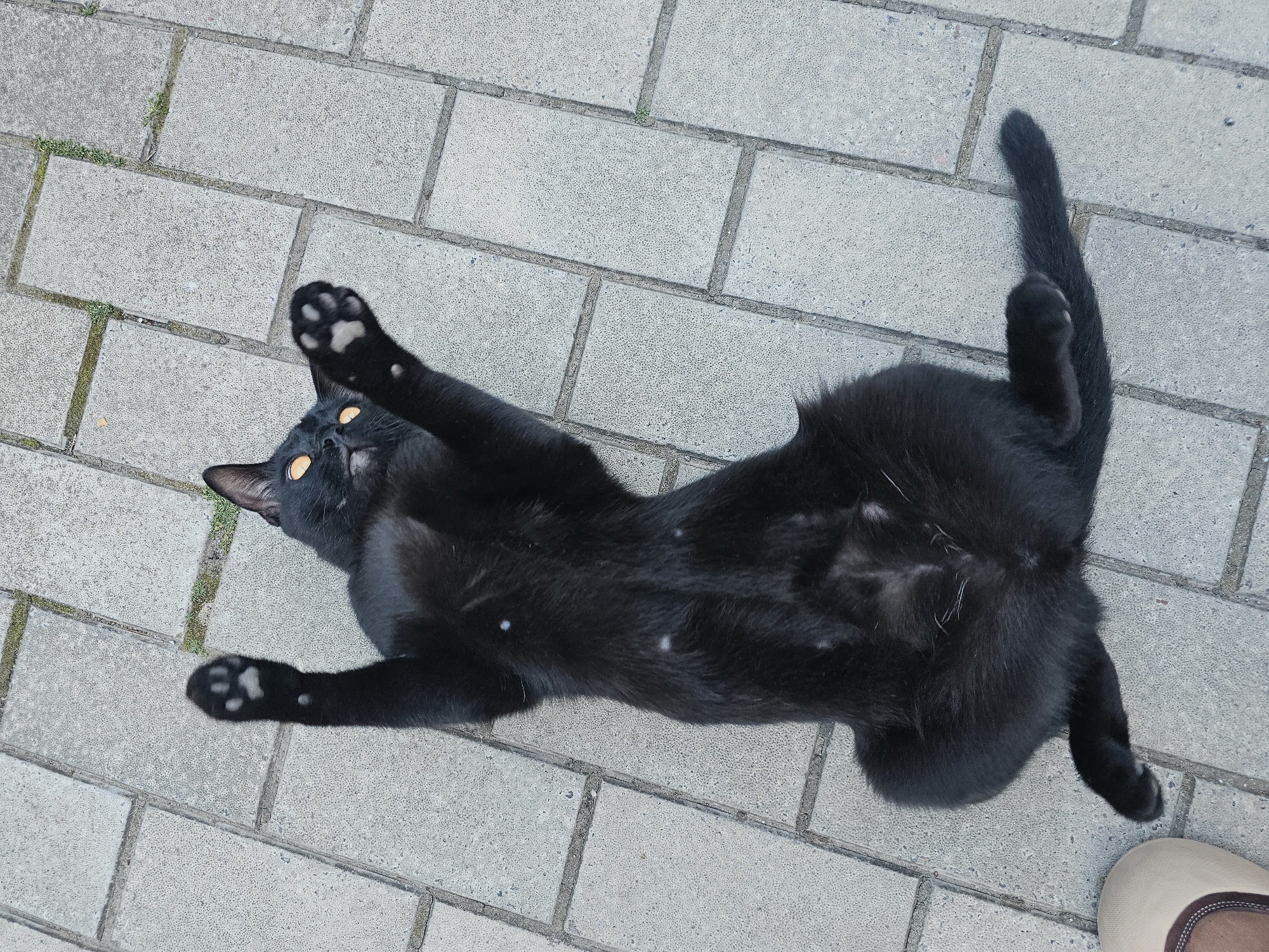 A black cat with bright orange eyes is lying on its back on a paved surface. Its front paws are raised in the air, and its belly is exposed. The cat has a few white spots on its fur, particularly on its back and belly. The paving stones are light gray and arranged in a rectangular pattern. Small patches of green grass are visible between the stones. The scene appears to be outdoors in a public space, possibly a park or a pedestrian walkway. The lighting suggests it is daytime.