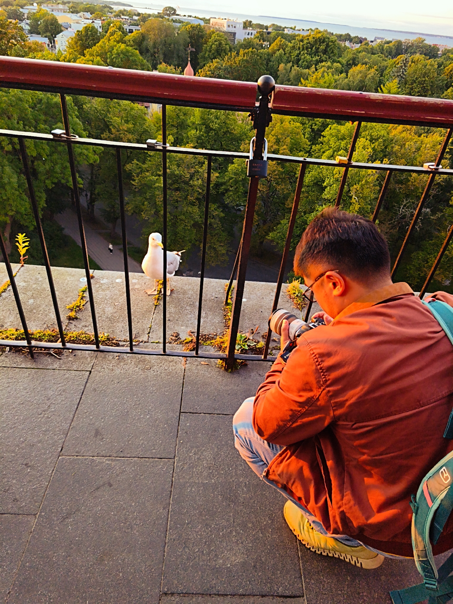 In Tallinn, Estonia, a person wearing glasses and an orange jacket crouches on a paved terrace, holding a camera and photographing a seagull standing on a ledge behind a black metal railing. The terrace overlooks a park with lush green trees and buildings in the distance. A blue backpack is visible on the person's shoulder. A lock is attached to the railing. The lighting suggests it is late afternoon or early evening.