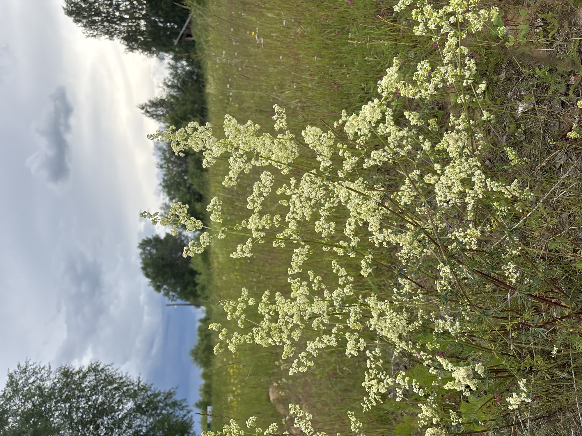 The image depicts a close-up view of a flowering plant with numerous small, pale yellow blossoms, positioned in the foreground. The plant has a bushy structure with many stems. Behind the plant, a meadow extends into the background, featuring tall grasses and scattered wildflowers in various shades of green, yellow, and pink. In the far background, a line of trees forms a natural border, and beyond them, a cloudy sky dominates the upper portion of the frame. A wooden structure, possibly a shed or a small building, is partially visible amongst the trees on the right side. The scene suggests an outdoor environment, likely a field or a natural area. There are no people or animals visible in the image. The location in the city of Курган, Russia, is inferred.