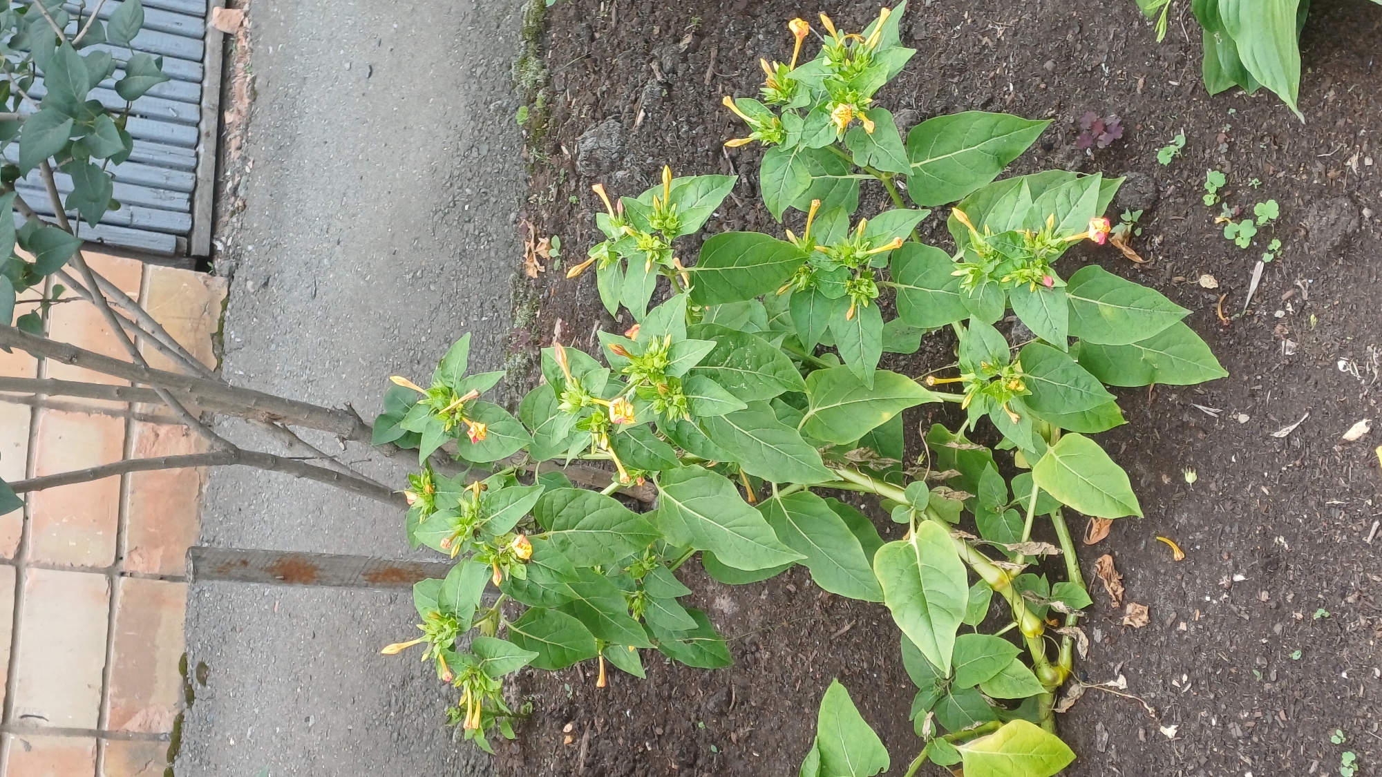 The image shows a plant with green leaves and yellow and pink flowers. The plant is growing in the ground next to a paved area. In the background, there is a brick wall and a metal fence. The scene appears to be in an urban environment, possibly a garden or yard in the city of Izhevsk, Russia. There are no people or animals visible in the image. The lighting suggests it is daytime, with no direct sunlight.