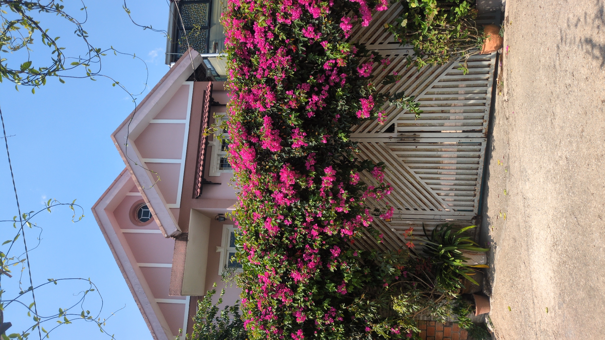 The image shows a pink house with a gate in front, located in Da Lat, Vietnam. The house is two-story with a distinctive pointed roof, a circular window, and white trim. The gate is metal, painted white, and features a geometric pattern. A profusion of pink bougainvillea flowers covers the gate and parts of the house. The foreground includes a concrete sidewalk. The sky is visible in the background, appearing clear and blue. A climbing vine is visible to the left side of the image. The image seems to be taken during the day, with sufficient sunlight.