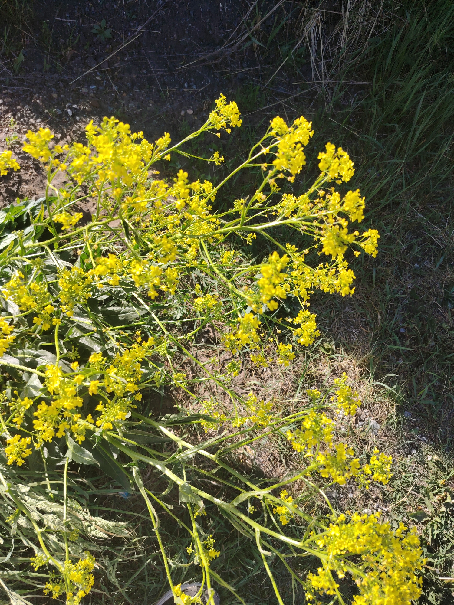 The image depicts a cluster of yellow-flowered plants lying on the ground, situated between bare soil and grassy terrain. The flowers are small and densely packed in clusters. Some green leaves are visible among the plant stems. The location is assumed to be in an outdoor setting in Chaikovsky, Russia. No people, specific objects, or actions are observed. The environment consists of natural elements such as soil, grass, and plants.