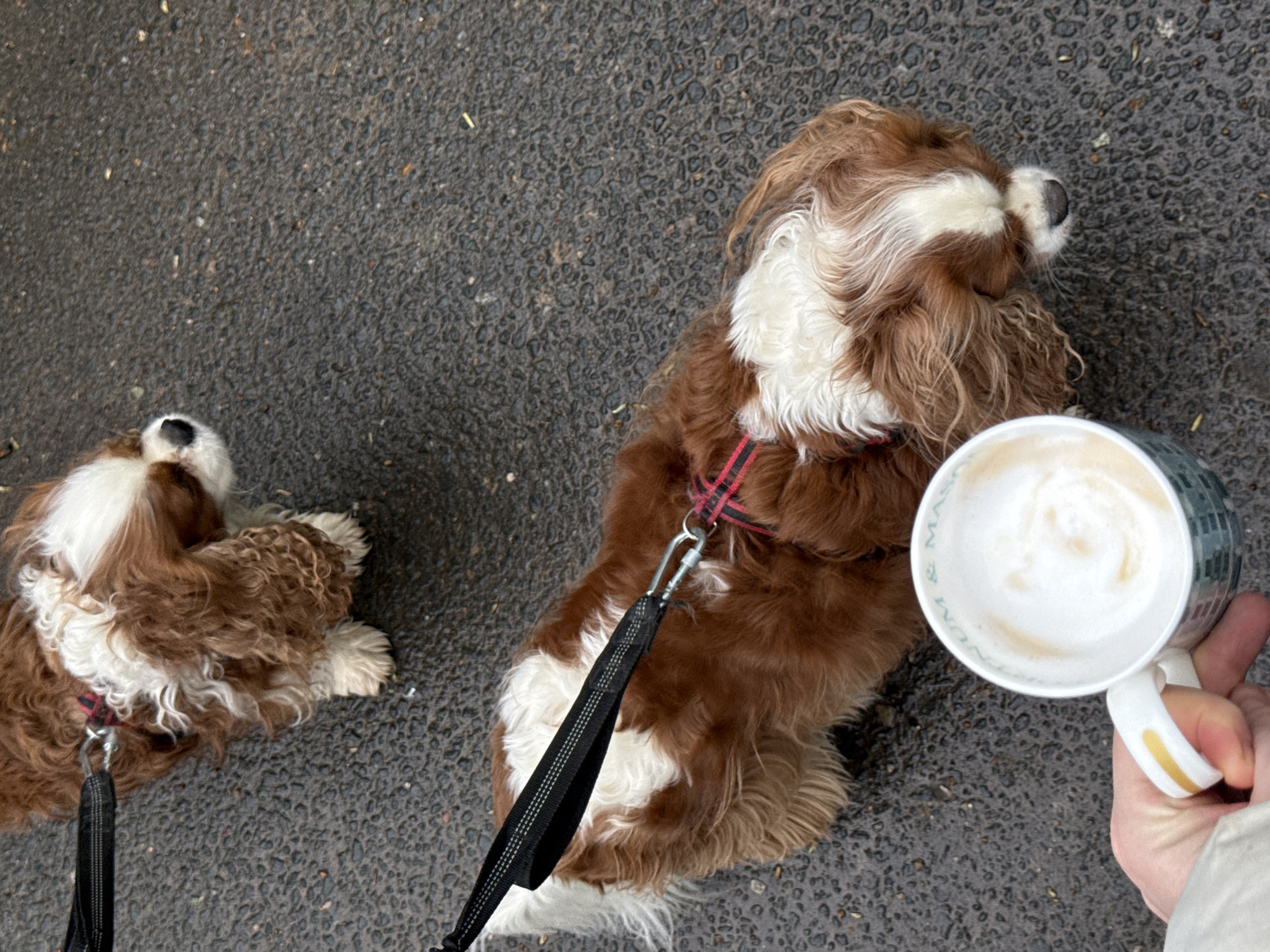 A high-angle shot depicts two Cavalier King Charles Spaniel dogs on a grey asphalt surface, with a hand holding a mug of coffee. The dog on the right is sitting or lying down, wearing a red and black harness with a black leash attached. The leash is held by an unseen person. The other dog is lying down. To the right of the dog, a hand holds a mug with a white, foamy drink, likely coffee. The background shows the asphalt surface with small pebbles or aggregate visible. The location cannot be determined with the given information.