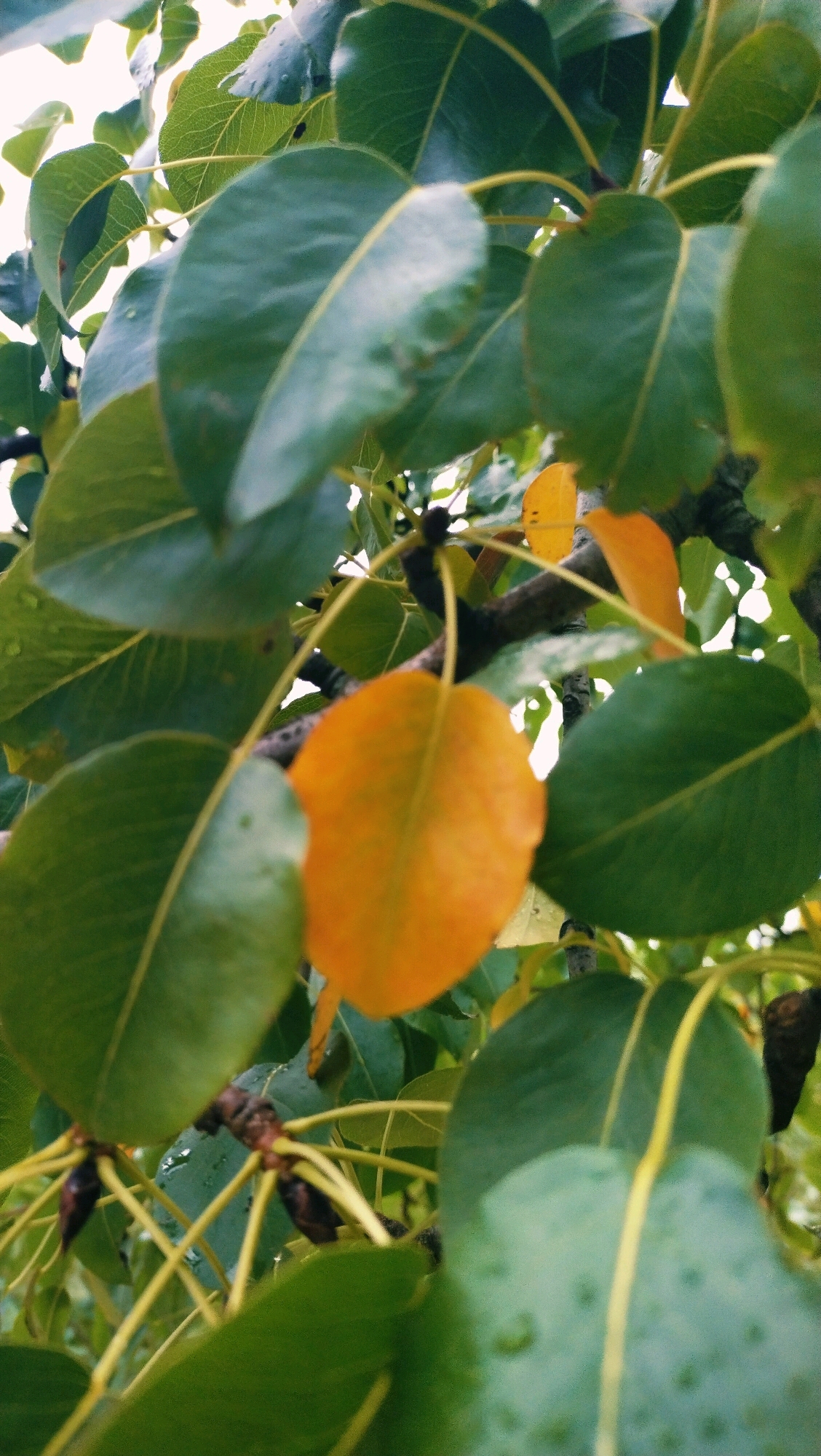 The image is a close-up, low-angle shot of a tree with green and yellow leaves, suggesting it is autumn. Several leaves are in focus, while others are blurred, creating a shallow depth of field. The leaves are ovate with serrated edges and prominent veins. Some leaves are a vibrant green, while one prominent leaf in the center is a bright orange-yellow, indicating a change of season. Small dark spots, possibly buds or developing fruit, are visible on the branches. The background consists of more blurred foliage and a bright, overcast sky. The image was taken outdoors in Horishni Plavni, Ukraine.