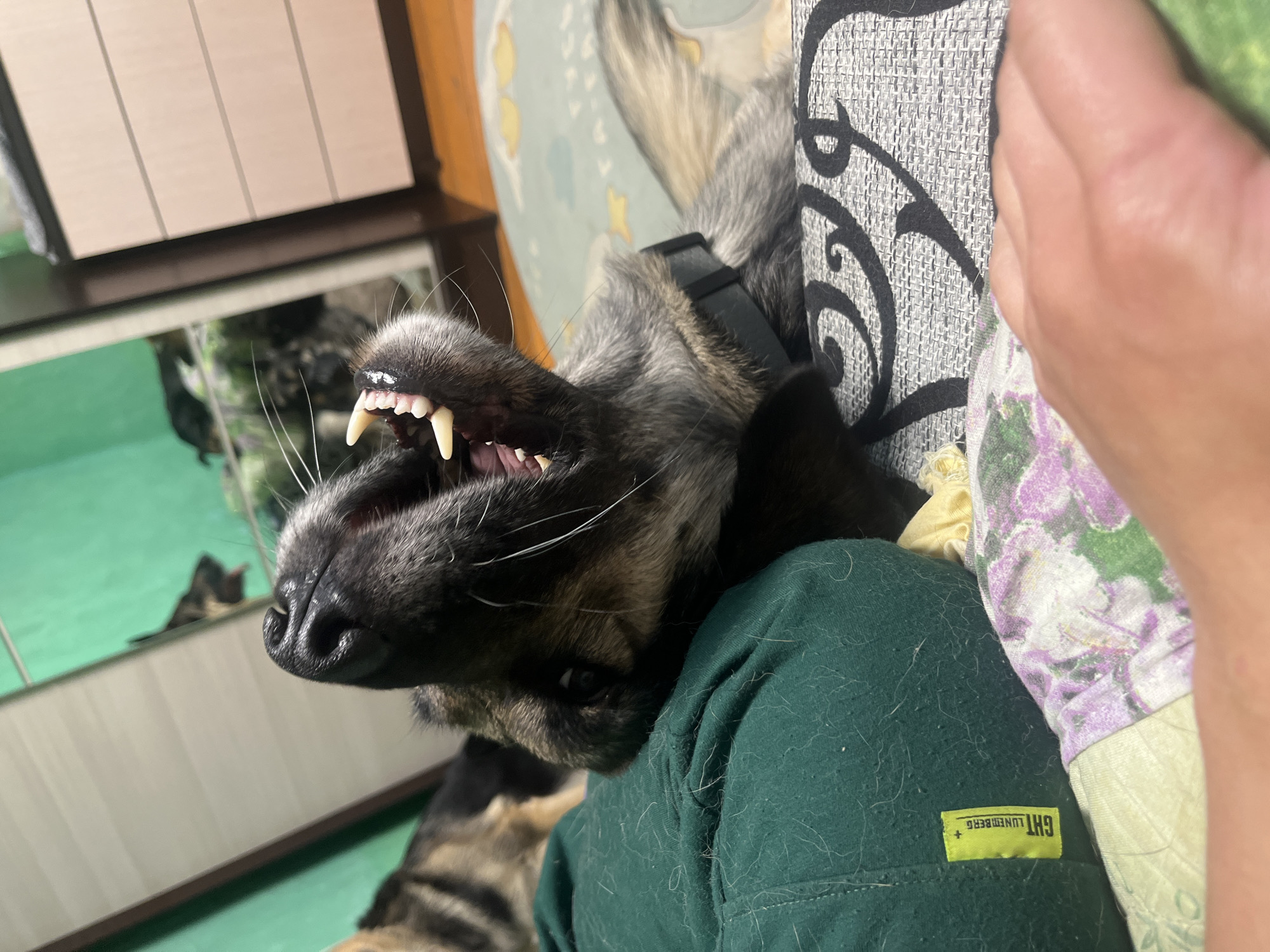 This image, captured in Nizhny Tagil, Russia, depicts an indoor domestic setting. A dog, identifiable as a German Shepherd or similar breed, lies on its back or side in the foreground, mid-yawn or snarl, with its mouth wide open and sharp teeth exposed. The dog exhibits a coat of black, brown, and grey fur and wears a dark collar. A human hand and partial forearm are visible in the lower right, resting on a grey and black patterned upholstery. A second dog is partially visible in the left background and also as a reflection in a light-green wall or large reflective surface. A dark green fabric item, heavily covered in animal hair, with a yellow label marked "GHT LÜNENBERG," is positioned near the primary dog's head. The surrounding environment includes floral-patterned fabric, a light blue rug adorned with yellow stars and clouds, a light-colored wooden dresser, and a wooden floor, consistent with a residential interior.