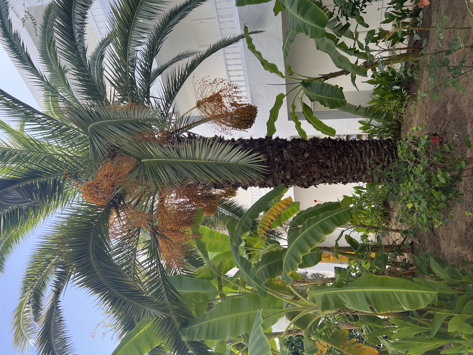 A vertical, eye-level shot depicts a lush garden area in front of a white, multi-story building in Hiboun, Tunisia. A mature palm tree with a thick, textured trunk dominates the center of the frame, its fronds reaching upwards and outwards against a clear blue sky. Clusters of small, orange-brown fruits hang from dried stalks beneath the fronds. To the left of the palm, several large-leafed banana plants are visible, their broad, green leaves overlapping and some showing signs of yellowing. In the foreground, a patch of dry, sandy soil is dotted with various smaller green plants and bushes. A few small red flowers are present among the foliage. The white building, which features multiple balconies with white railings and doors, occupies the background. The scene suggests a warm, sunny climate, characteristic of coastal Tunisia.