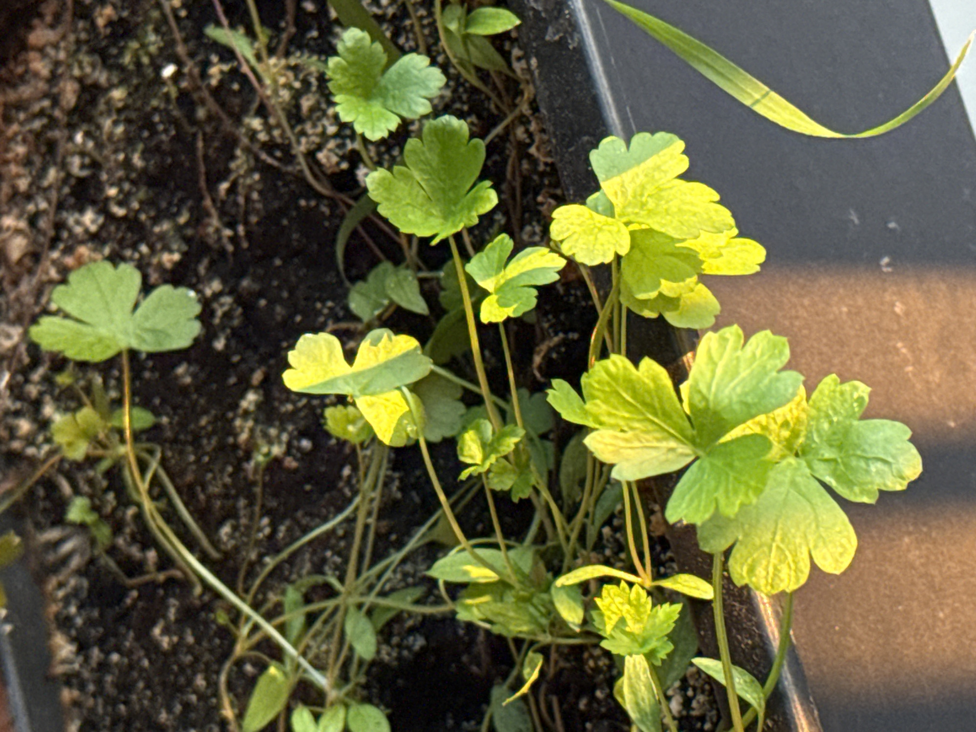 A close-up shot captures several small, light green plants growing in dark, granular soil within a container. The main subjects are young plants with rounded, slightly lobed leaves, possibly seedlings of herbs like parsley or cilantro. They vary in size, with some larger, more developed leaves catching prominent light, while smaller sprouts are visible among them.
Strong, warm-toned sunlight illuminates the plants from the right side, creating bright highlights on the leaves and giving them a slightly yellowish-green hue. This suggests the photograph was taken during either early morning or late afternoon. The light source also casts soft shadows, adding depth to the scene.
The soil appears to be a typical potting mix. The edge of a dark, possibly plastic, container is visible along the right and top edges of the frame, providing a clear boundary for the planting area. In the upper right corner, a single, thin, blade-like green plant, resembling a strand of grass, curves gracefully, standing out against the darker background of the container. No human activity or visible text is present in the image. The scene portrays natural growth, likely in an outdoor or indoor setting receiving ample sunlight in Dikaya Gar', Russia.