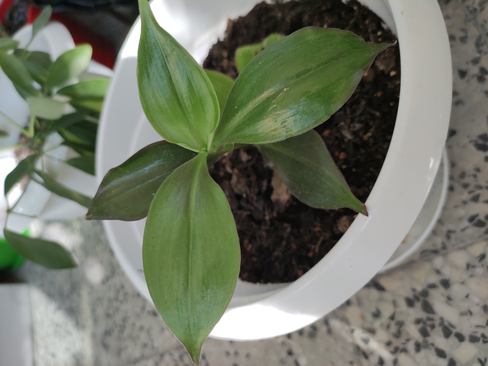 A close-up, high-angle shot shows a small, green plant in a white pot. The plant has several broad, ovate leaves with a glossy sheen. Some of the leaves have light green or whitish stripes running lengthwise. The pot is made of smooth, white plastic and sits on a saucer of the same material. The pot contains dark brown soil. The background is out of focus, showing a speckled grey surface, possibly a countertop or floor, and another blurry green plant in a white pot. Sunlight casts a bright highlight on the rim of the white pot and the surface of the leaves.