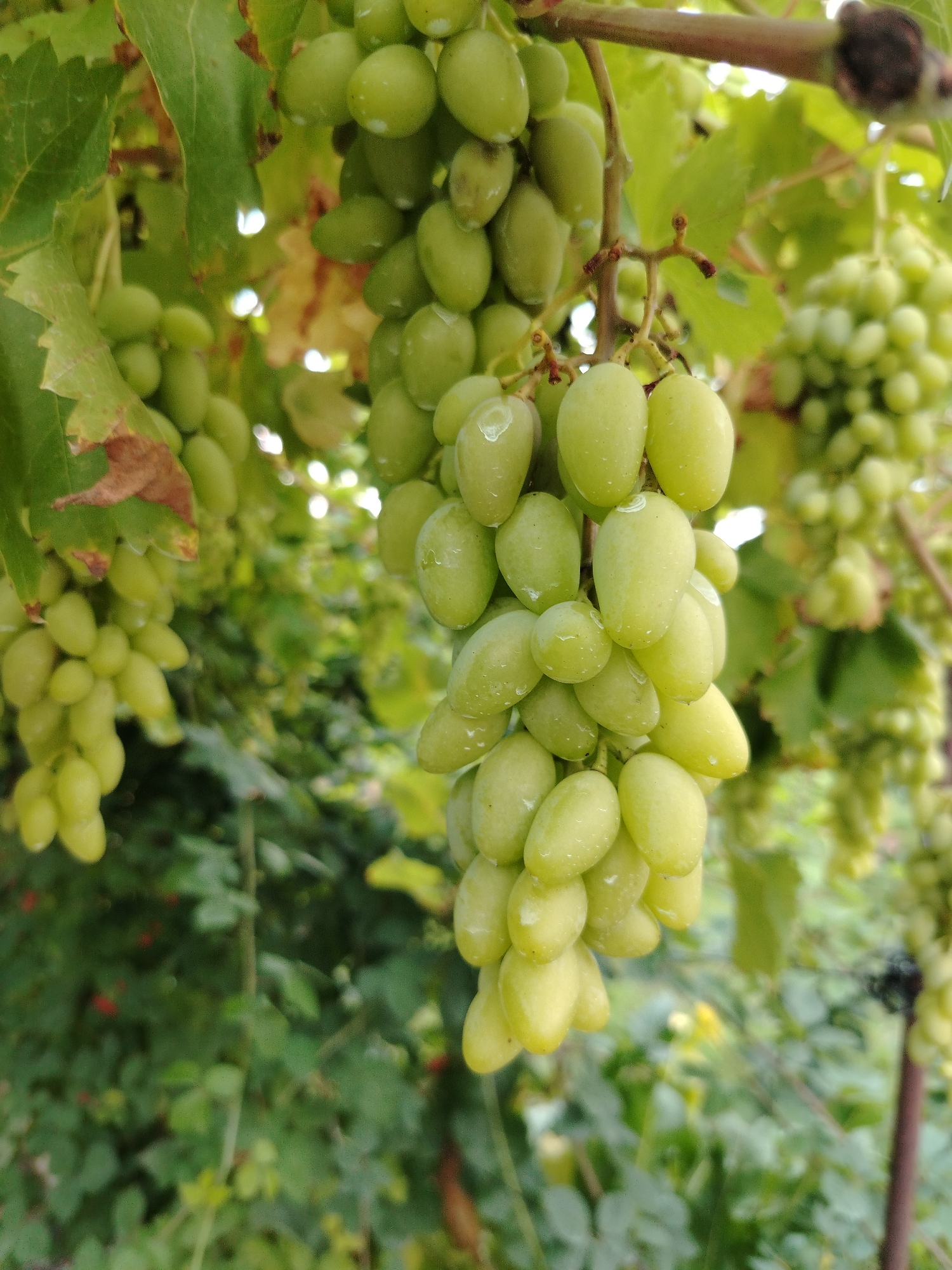 This image shows a close-up view of a cluster of green grapes hanging from a vine. The grapes are plump and appear to be wet, possibly from recent rain or dew. The background is filled with lush green leaves and blurred foliage, suggesting an outdoor setting. The lighting is soft, with some highlights on the grapes indicating natural light. The overall impression is one of freshness and natural abundance. The image does not contain any people, structures, or specific landmarks that would indicate its location within the city of Атажукино, Russia.