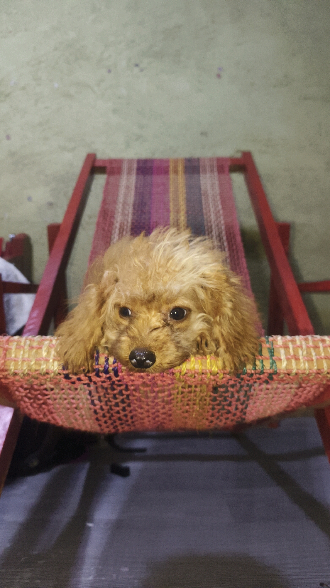 A small, light brown poodle is lying on a colorful striped hammock attached to a red-framed chair. The dog's head rests on the edge of the hammock, and it is looking directly at the camera with its dark eyes and wet black nose. The background is a light green wall. The chair and hammock appear to be set up outdoors, possibly in a yard or patio area. The image was taken on a bright, overcast day. It is not possible to determine the location within Santa Rosa, Philippines from the image alone.