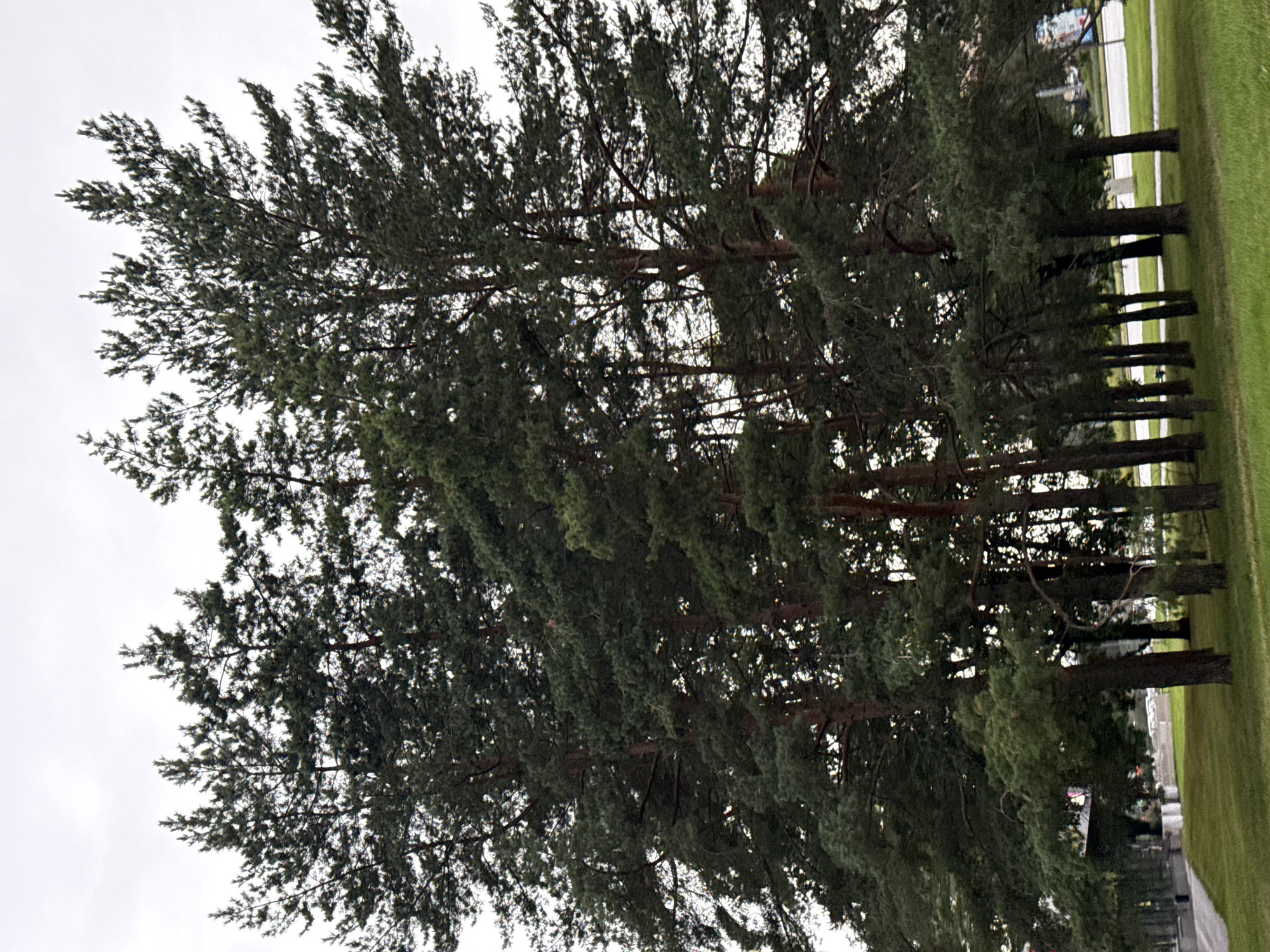 The image shows a cluster of tall pine trees with dense green foliage, some of which are bare of lower branches, revealing reddish-brown bark. The trees are situated in a park-like setting with a well-maintained green lawn in the foreground. In the background, a grey sky is visible above the treetops. To the left, a modern building with glass windows and a paved walkway can be seen. Further in the background, hints of urban infrastructure, including a road and possibly some buildings, are discernible. The scene is likely a public park or green space within the city of Tallinn, Estonia.