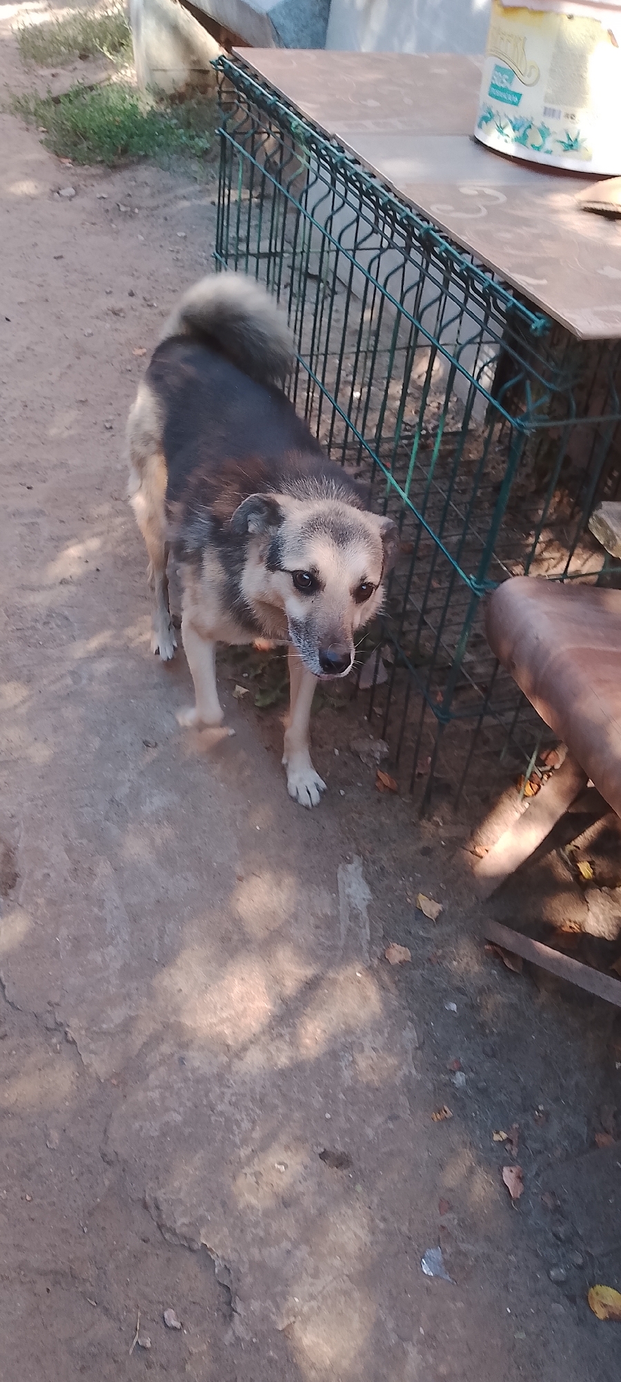 A medium-sized dog with tan and black fur stands on a paved surface. The dog is facing slightly to the right of the camera and is looking towards the viewer. Behind the dog is a green metal fence, and beyond the fence is a wooden bench and some greenery. The ground is a mix of paved surfaces and dirt, with some fallen leaves scattered around. The lighting suggests it is daytime, possibly late afternoon, with shadows cast on the ground. The location is the city of Belgorod, Russia.
