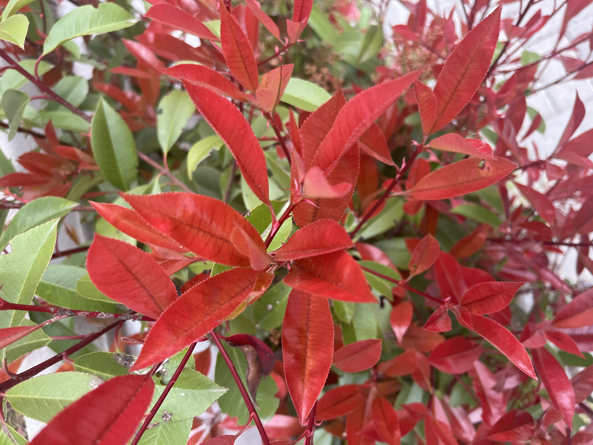 The image shows a close-up view of a shrub with vibrant red leaves, contrasting with some green foliage. The leaves are elongated and have a distinct veined texture. The plant appears to be healthy and well-maintained. It is not possible to determine the location of the image in Burgas, Bulgaria, without additional context or information.