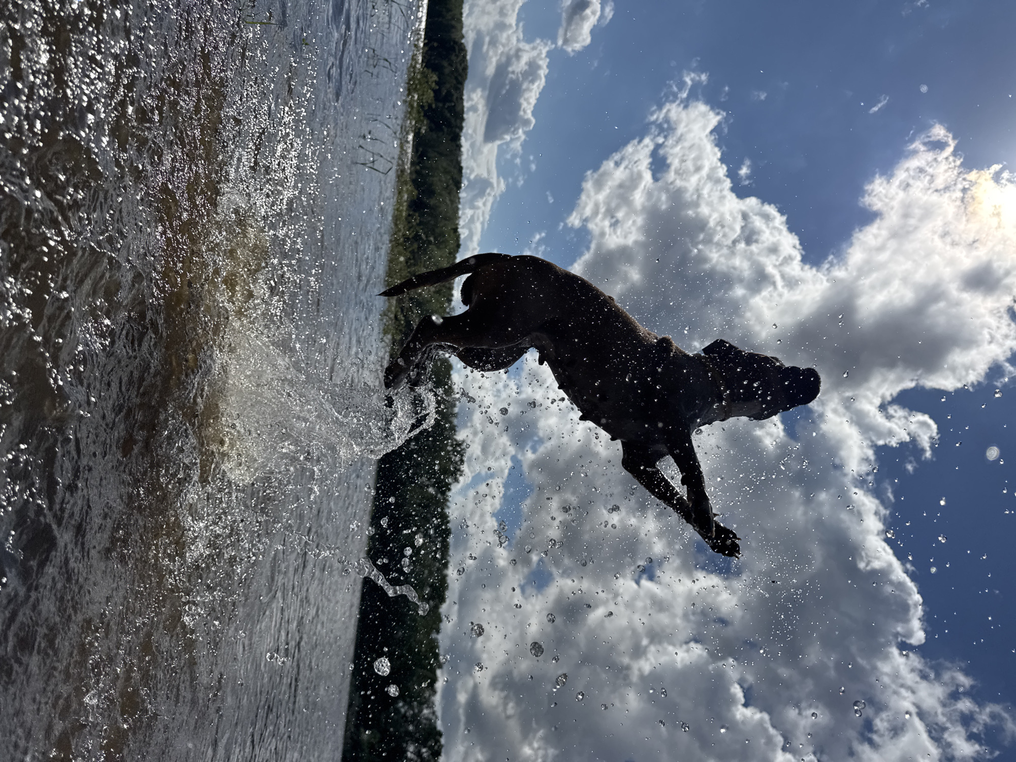 This image captures a dog in mid-air, jumping out of water against a backdrop of a cloudy blue sky. The perspective is unusual, with the water and the dog appearing in the foreground and sky in the background, as if the camera is looking up from the water's surface or the scene is rotated. The water is churning and splashing dramatically, indicating a forceful jump. The dog, silhouetted against the bright sky, is dark in color and appears to be a medium to large breed, with its legs extended as it leaps. Droplets of water are suspended in the air around the dog, catching the light. The sky is filled with large, puffy white clouds, typical of a daytime scene. Sunlight is visible, casting a bright glow in the upper right portion of the image, suggesting it might be late morning or afternoon. The background includes a suggestion of a tree line along the edge of the water, hinting at a natural setting like a lake, river, or coastline. The overall impression is one of energetic play and freedom, with the dog clearly enjoying its jump.