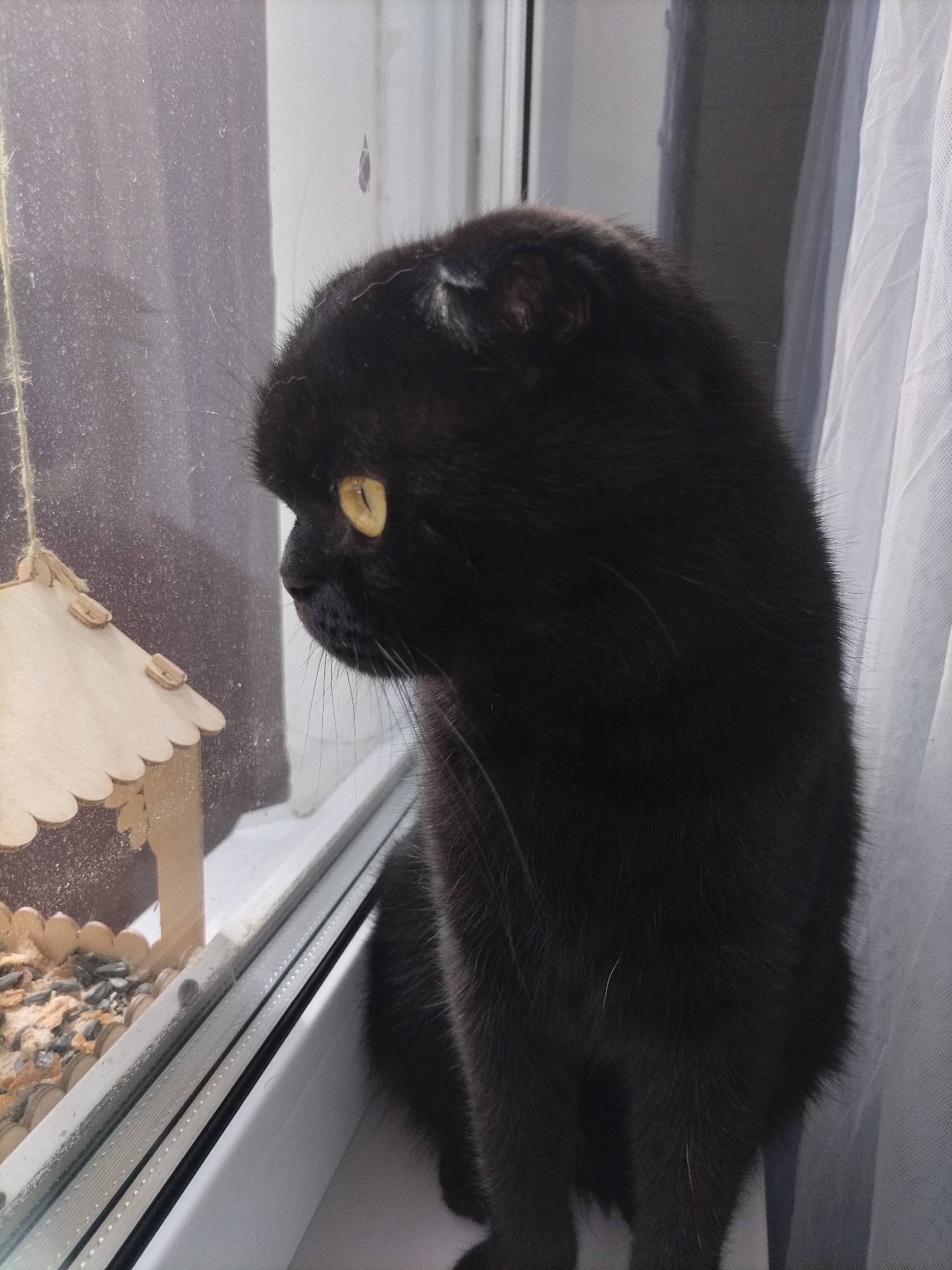 A black Scottish Fold cat with yellow eyes sits on a windowsill looking out at a small, wooden bird feeder filled with seeds. The cat is in profile, facing left, with its body angled towards the viewer. A sheer white curtain is visible to the right of the cat, and a windowpane with some smudges is to the left. The windowsill is white, and the window frame is silver. The bird feeder is hanging from a string and appears to be made of unfinished wood. The scene is indoors, and the lighting suggests it is daytime.
