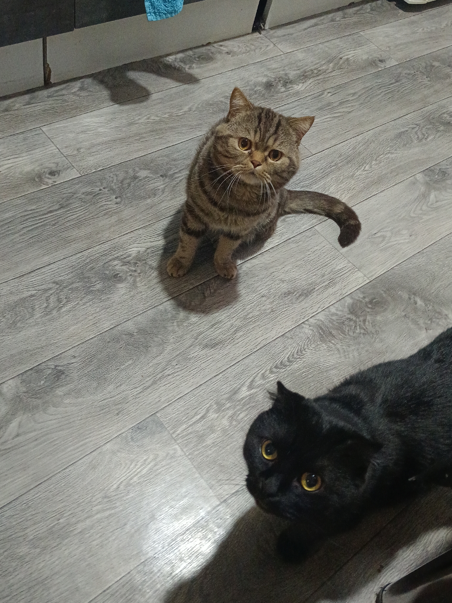 The scene is set indoors, within a residential space located in Chaikovsky, Russia. The floor is covered with light grey laminate planks, exhibiting a visible wood grain pattern. In the upper background, a dark-colored cabinet or counter is partially visible, from which a light blue towel hangs. A vertical pipe or support structure is observed beneath the cabinet.
Two domestic cats are present. In the upper center of the frame, a short-haired tabby cat with brown and darker striped fur and amber-colored eyes is seated upright, facing towards the viewer. Its tail is curved to its right side. In the lower right foreground, a black short-haired cat with prominent yellow-orange eyes is positioned low to the ground, looking directly at the viewer. Shadows from an unseen light source are cast upon the floor. No human subjects are visible, and no direct interaction between the two cats is depicted.