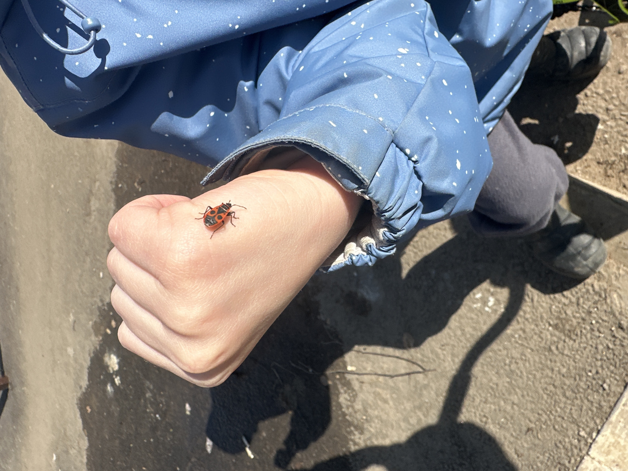 A firebug rests on a child's fist. The child is wearing a blue jacket with white speckles and grey trousers. A shadow falls on the concrete ground. The location is likely outdoors. The city is Chaikovsky, Russia.