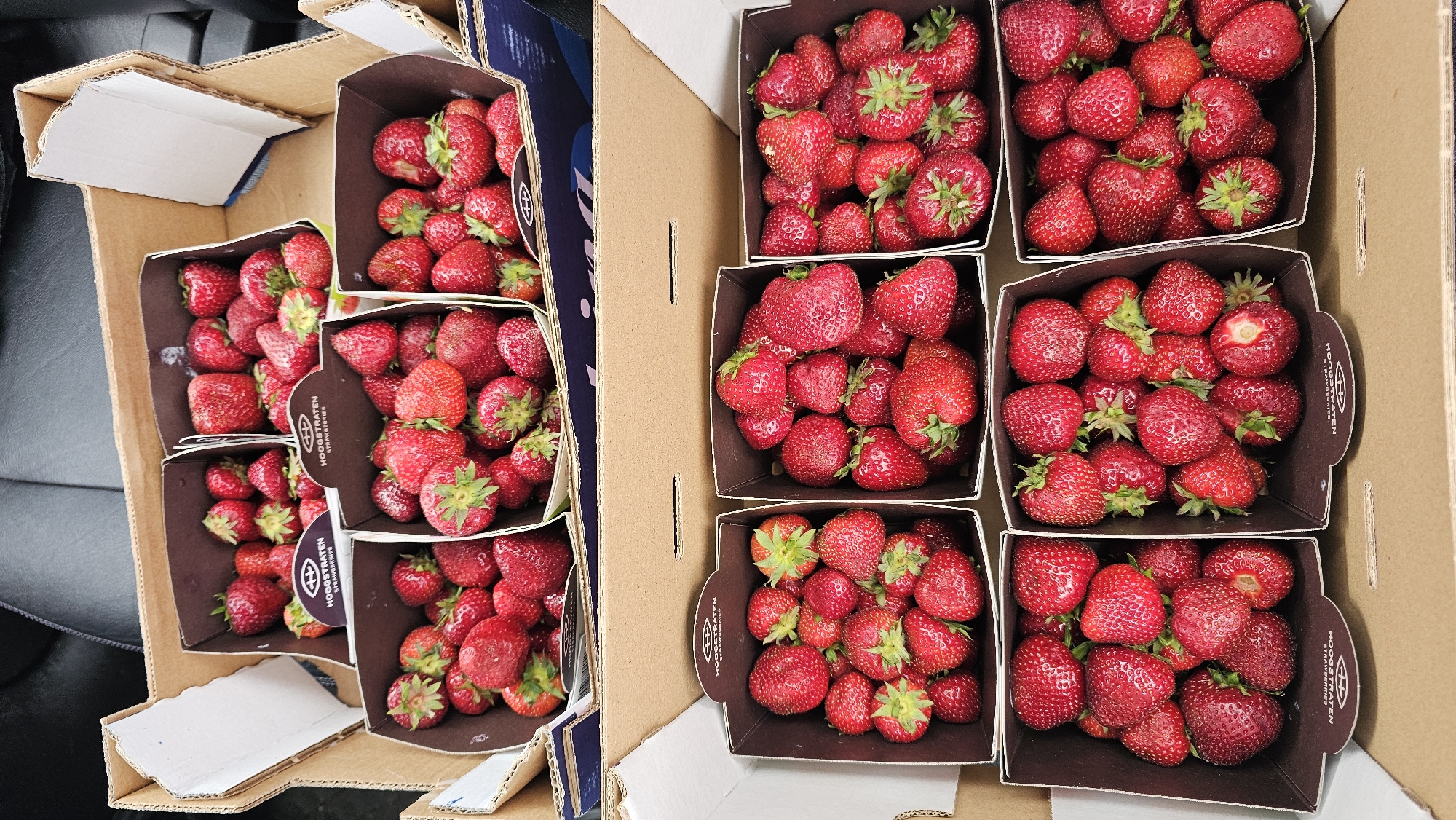 The image displays an overhead view of an open cardboard box containing multiple smaller cardboard containers filled with fresh strawberries. The strawberries are a vibrant red color, and their green leafy tops are visible. The smaller containers appear to be arranged in two rows within the larger box. Some of the smaller containers have branding that reads "HOOGSTRATEN STRAWBERRIES". The background of the image is blurred and suggests an indoor setting, possibly a car interior, given the presence of what appears to be a car seat. There is no indication of the city of Philippeville, Belgium within the image itself.