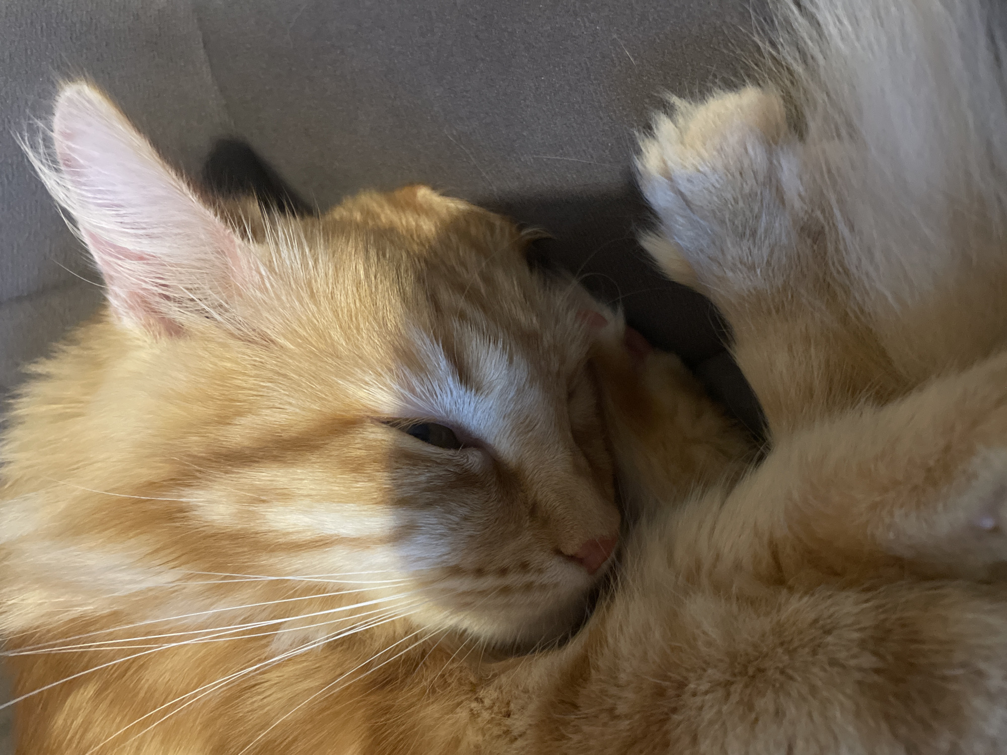 An orange tabby cat is curled up and sleeping on a dark gray surface. The cat's fur is a mix of orange and lighter cream stripes. Its eyes are mostly closed, and its head is nestled into its paws. The cat's whiskers are long and white. The background is a smooth, dark gray texture. The image is a close-up shot, focusing on the cat's face and upper body. There is no indication of the city of Otradnoye, Russia, in the image.