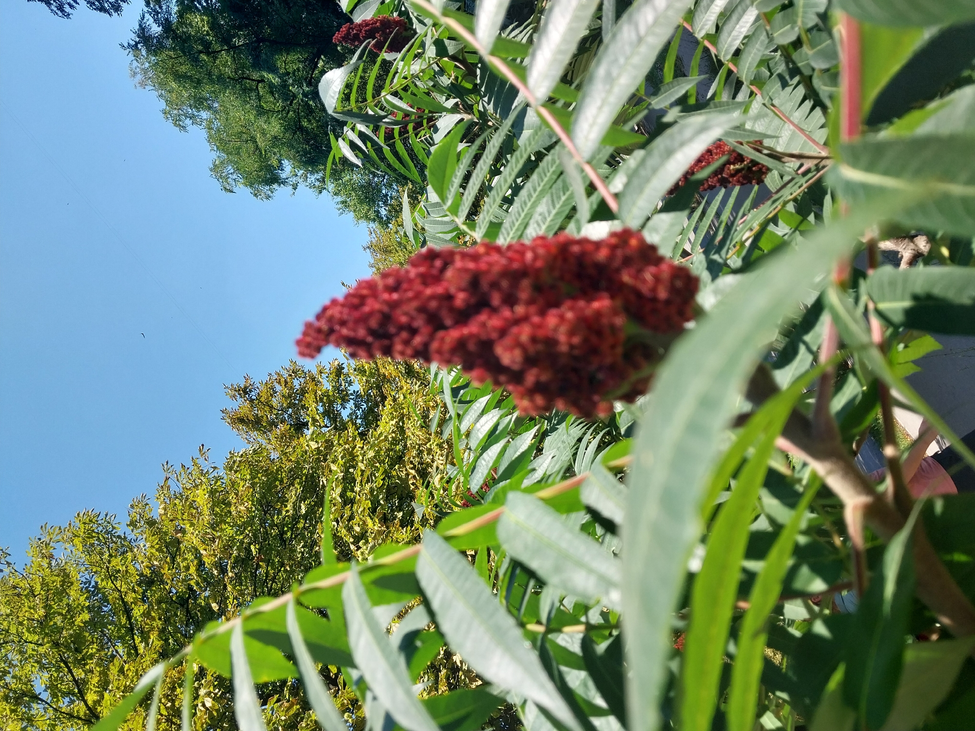 This is a close-up, outdoor, eye-level, vertical shot of the fuzzy, cone-shaped, deep-red flowers of a sumac plant, with large, feathery green leaves in the foreground. The sumac is positioned on the right side of the frame, and a second, out-of-focus sumac flower is visible in the middle ground to the right. The background is a bright, clear blue sky, with the tops of leafy green trees visible in the distance. The image appears to have been taken on a sunny day. The context of the city of Dnipro, Ukraine, is not evident from the image itself.