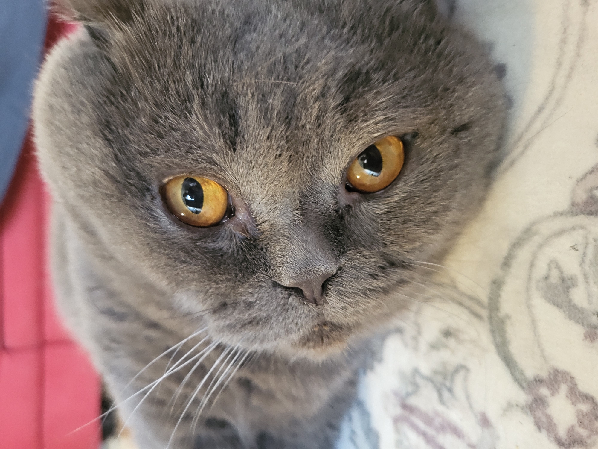 A close-up, high-angle shot focuses on the face of a grey tabby cat. The cat has striking amber eyes and a short, grey coat. Its face fills most of the frame, with only a small portion of a patterned surface visible in the background.