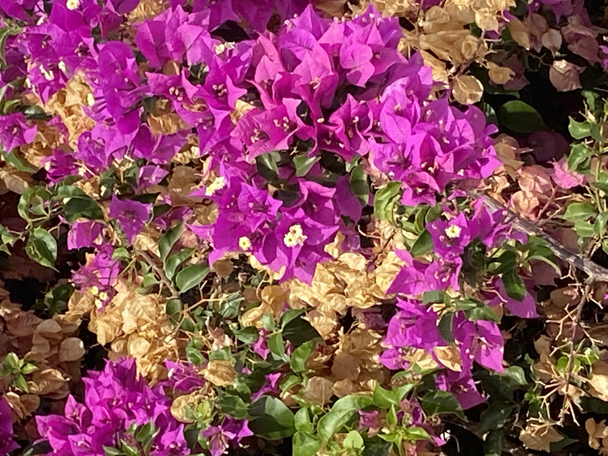 This media file is a close-up, eye-level shot of bougainvillea flowers. The vibrant magenta petals are the primary subject, with many blooms in various stages of fullness. Interspersed among the bright flowers are dried, papery brown bracts and some green leaves, creating a textured and somewhat weathered appearance. The lighting suggests it's daytime, with sunlight illuminating the petals and casting shadows, hinting at a warm, possibly sunny day. The scene is filled with the dense foliage of the plant, implying it's outdoors, likely in a garden or natural setting. There are no people or discernible objects other than the flowers themselves. The overall impression is one of natural beauty and the cyclical nature of plant life, with new growth alongside decay. The location context provided places this scene in Thira Municipal Unit, Greece.