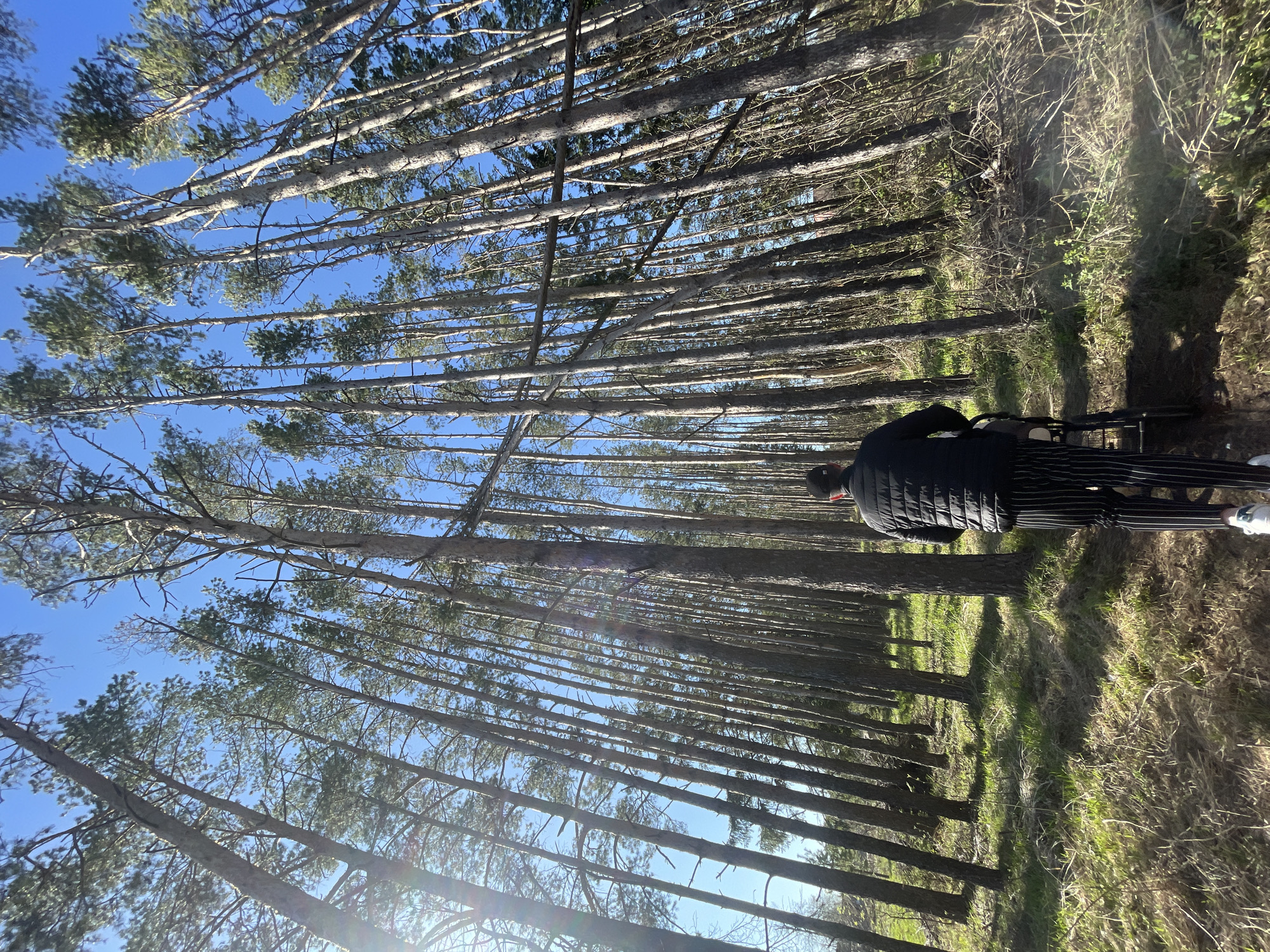 The image shows a person standing in a forest in Подшивалово, Russia. The person is wearing a black jacket and striped pants, and white sneakers. The trees are tall and thin, and the sky is blue. The ground is covered in grass and leaves. The sun is shining, and there are shadows on the ground.