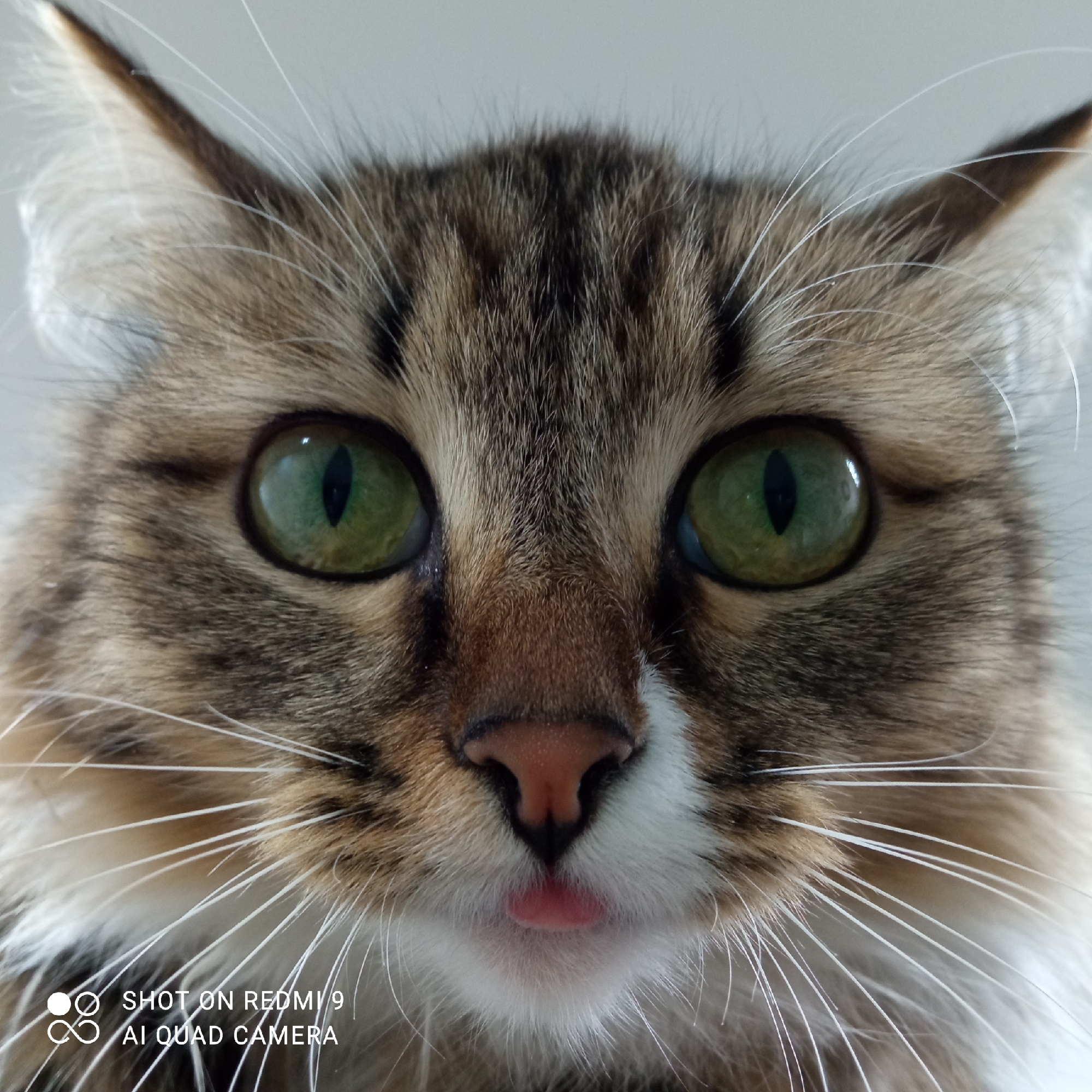 A close-up, headshot portrait features the face of a domestic cat, captured in what appears to be an indoor setting in Chaikovsky, Russia. The cat has striking, large green eyes with vertically slit pupils, looking directly forward. Its fur displays a distinct tabby pattern with shades of brown, black, and white, particularly visible on its forehead, around its eyes, and on its prominent, expressive ears. A pink nose and numerous long, white whiskers frame its face. A notable detail is a small portion of the cat's pink tongue visible, subtly sticking out from its mouth, commonly known as a 'blep'. The background is uniformly light grey and appears out of focus, serving to highlight the cat's features. In the bottom left corner, a white watermark states "SHOT ON REDMI 9" and "AI QUAD CAMERA".