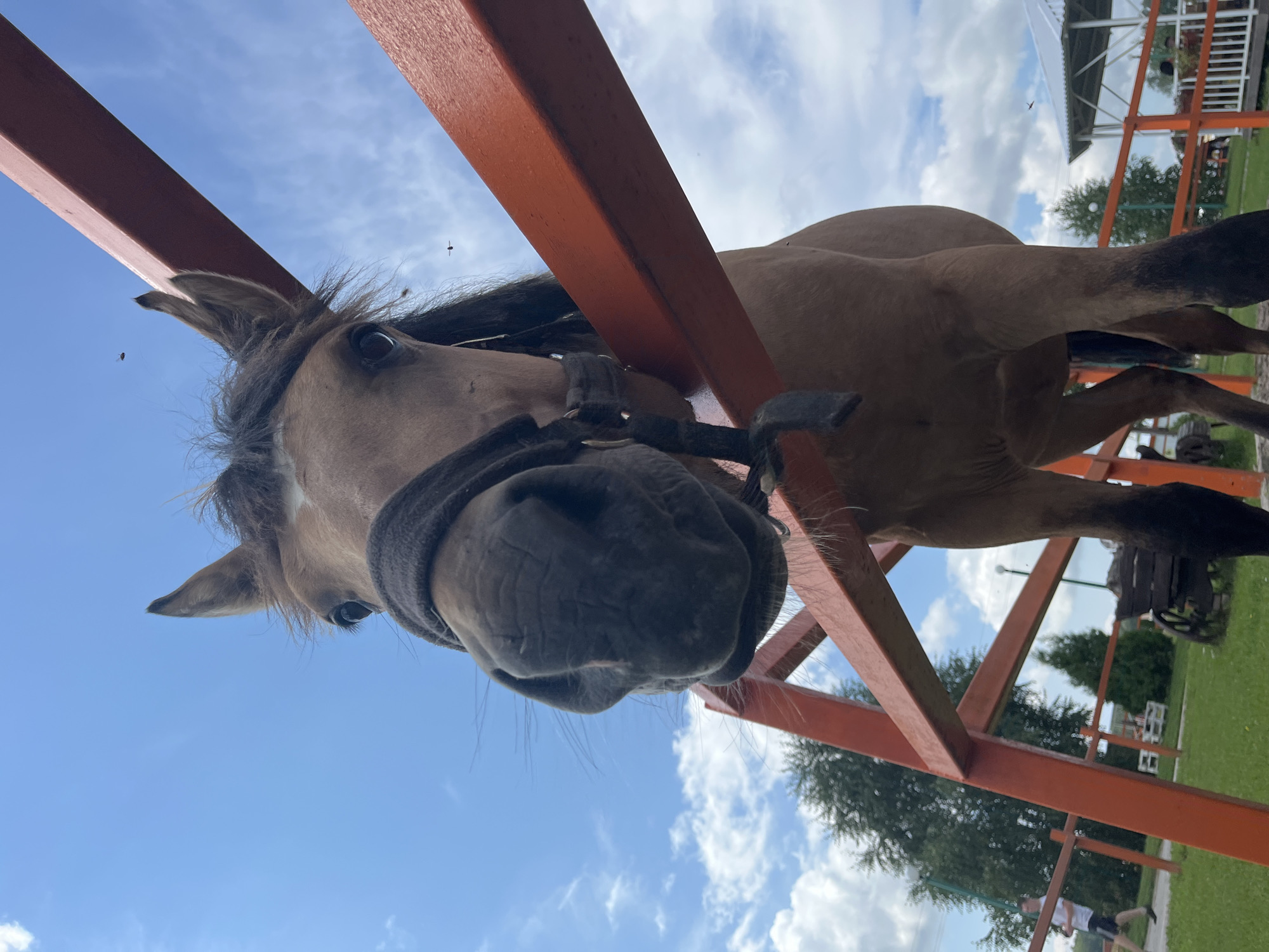 An eye-level, low-angle, medium shot captures a close-up of a brown horse's head and neck, positioned behind an orange metal fence. The horse is wearing a dark halter. Its muzzle is prominent in the foreground. The background features a bright blue sky with scattered white clouds. To the left and right of the horse, sections of the orange fence are visible. In the distance, a green grassy field is visible, with trees and some structures, including a white gazebo with a dark roof and an old wooden cart. A person is seen walking in the far left background. The overall setting suggests an outdoor rural or park environment, potentially in Kurtsevo (Kovriginskii S/S), Russia. There are a few small flying insects visible in the air.