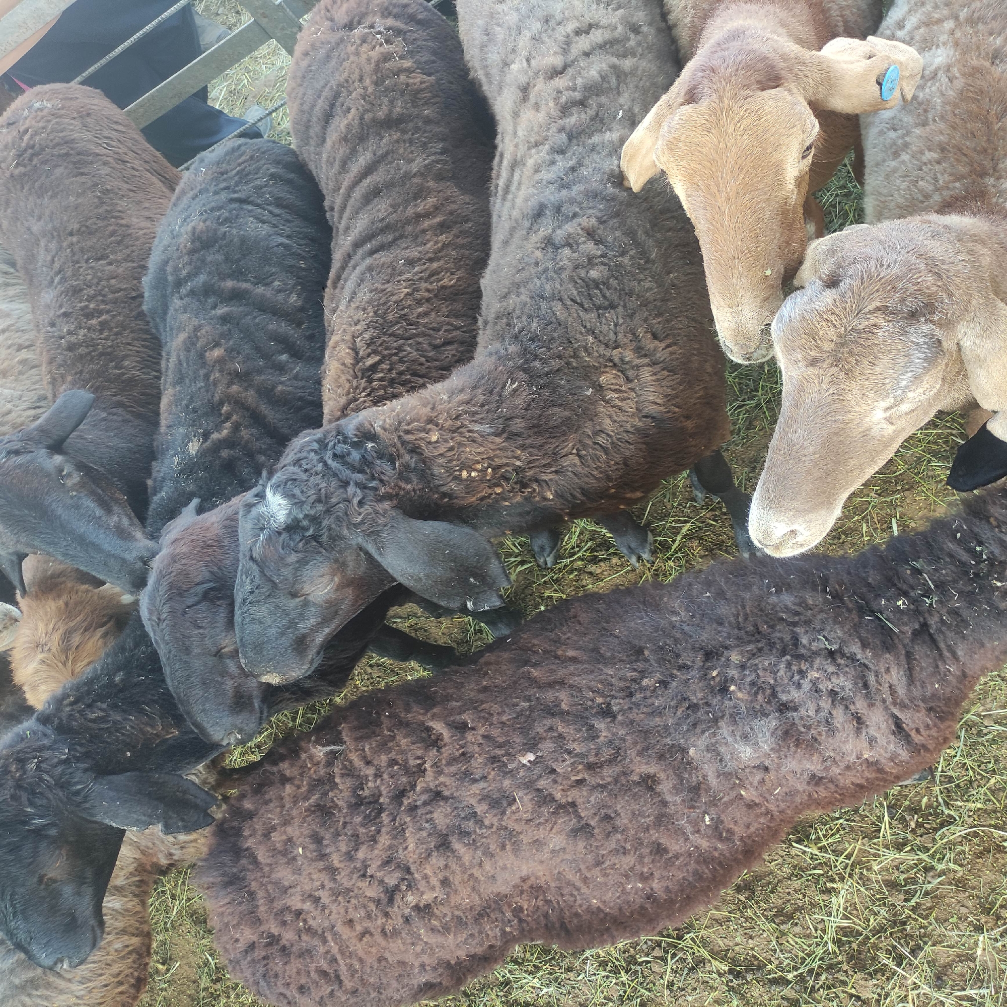This is a high-angle, close-up, forensic shot of several sheep in a pen in the city of Kara-Bulak, Kyrgyzstan. The sheep are of various shades of brown and black, with several visible heads and thick, woolly bodies. Some sheep are positioned close together, with one black sheep in the foreground having a white marking on its head. Another light brown sheep is also prominent in the foreground, with its head turned to the side. The ground is covered in dry grass and dirt. A metal fence is visible in the background, with a person's legs in dark pants and grey shoes partially visible. The lighting suggests it is daytime.