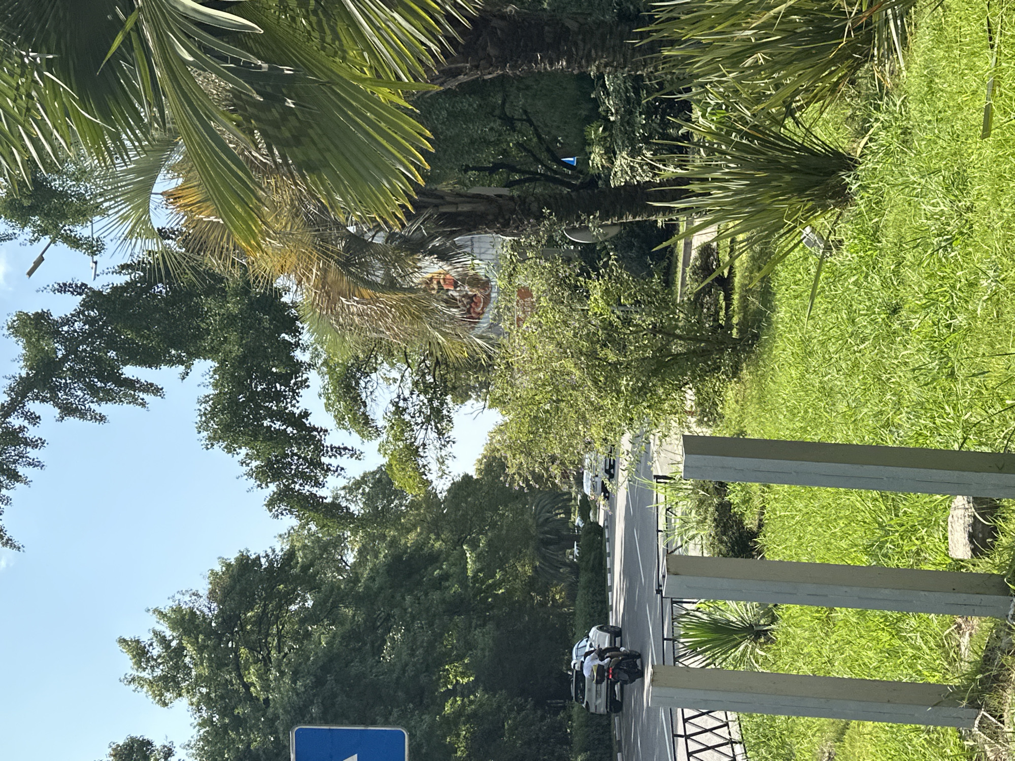 The image depicts a sunny day in Sochi, Russia, likely during the summer due to the lush greenery. A paved road runs through the scene, bordered by a black metal fence and a grassy median. Several vehicles are visible on the road, including a white SUV and a motorcycle with two occupants. Tall trees, some with palm fronds, line the street, creating a shaded, park-like atmosphere. In the foreground, three concrete posts stand in a grassy area, and various types of foliage, including tall, spiky plants, are present. The sky is clear and blue. The scene appears to be a public street or avenue in a city.