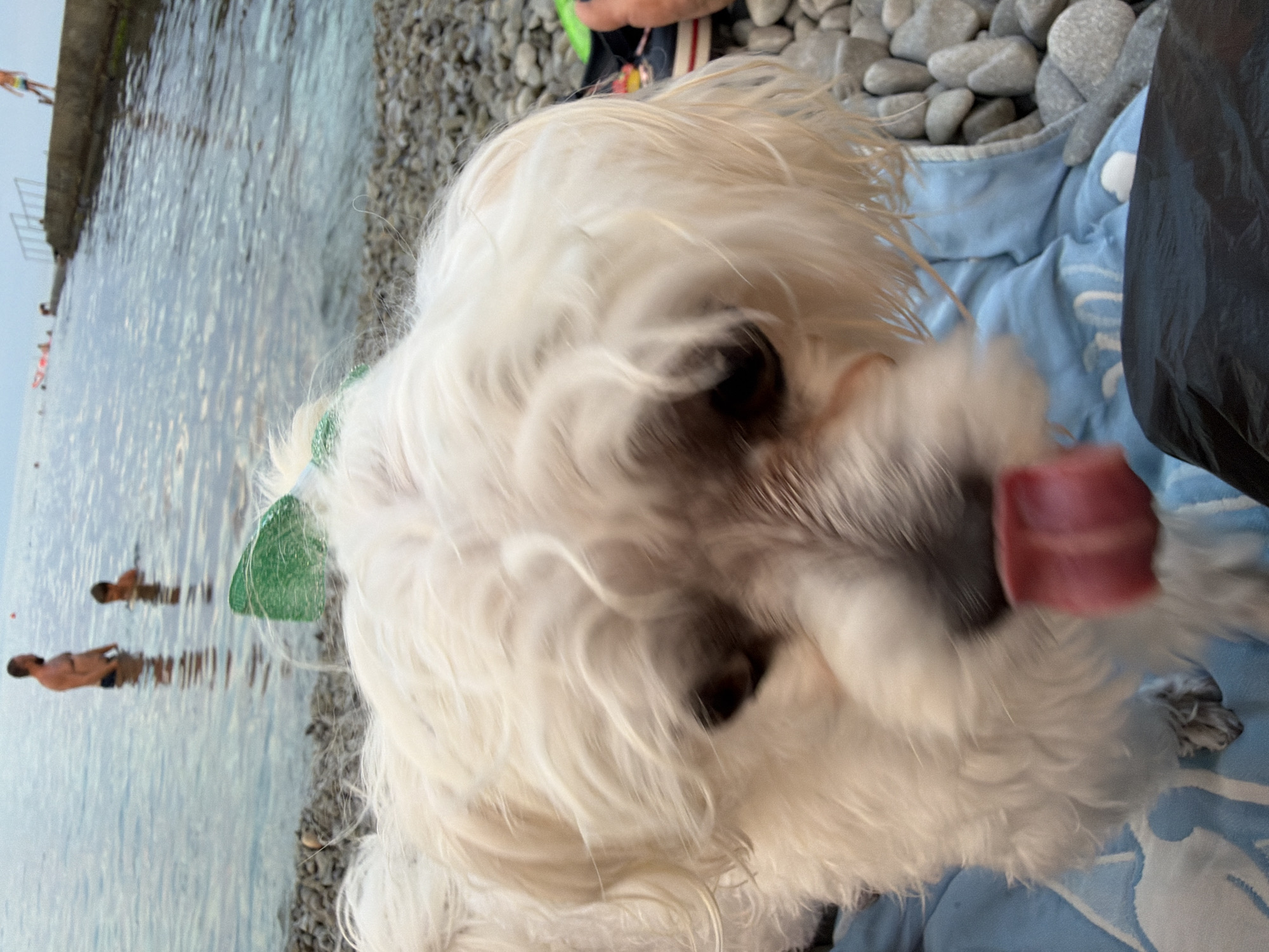 The image shows a white dog with its tongue out, wearing a green bow on its head. The dog is in the foreground, with its face blurred due to motion. In the background, two people, a man and a boy, are standing in the water. The scene appears to be a beach with pebbles. The water is calm, and the sky is overcast. The location is the city of Partenit, Ukraine.
