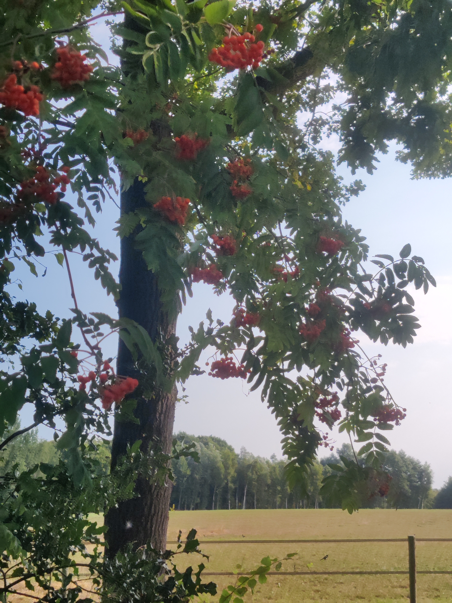 This is a medium-shot, eye-level, outdoor photograph taken during daylight. The image is dominated by the branches and red berries of a rowan tree in the foreground, which is partially obscuring the view of the background. The tree's trunk is visible on the left side of the frame, and its leaves and branches are lush and green. The red berries are clustered in abundance, hanging from the branches.
In the background, a wide, open field is visible, covered in dry, golden grass. A thin, horizontal line of fencing runs across the field. Beyond the field, a dense line of trees forms the horizon, with a light sky above. The overall impression is of a rural or semi-rural landscape. The scene appears to be located in the city of Winterswijk, Netherlands, given the specific mention of this location.