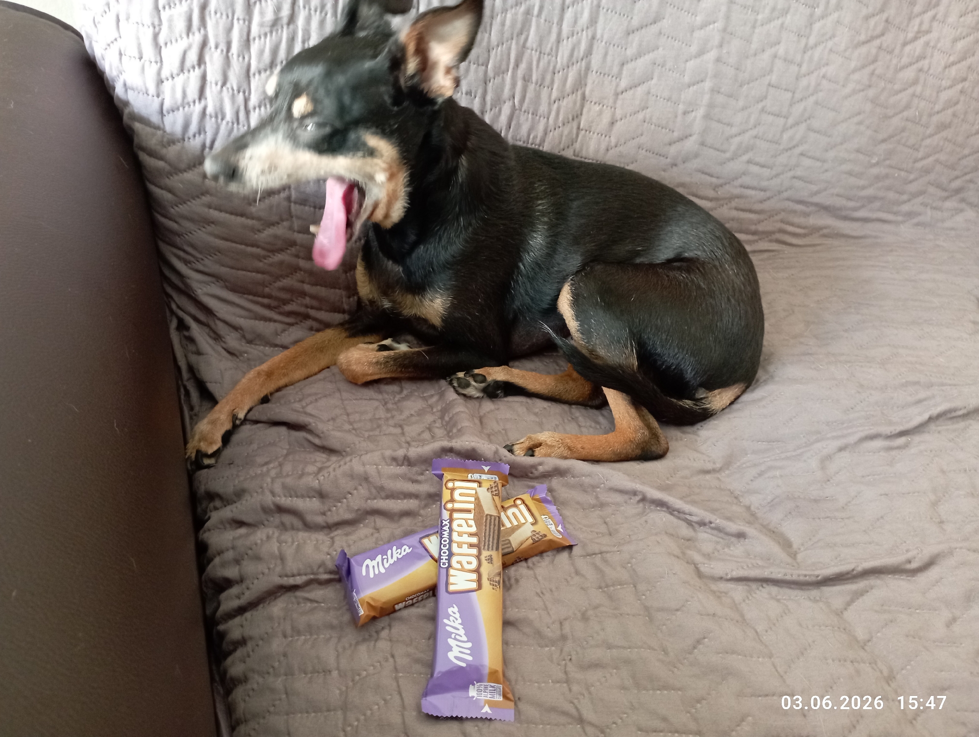 This image captures a domestic scene in Burgas, Bulgaria, featuring a small black and tan dog yawning on a grey quilted sofa. The dog, likely a miniature pinscher or a similar breed, is positioned on the right side of the frame, lying down with its front paws extended towards the left. Its mouth is wide open in a yawn, revealing a pink tongue, and its eyes are mostly closed. The dog appears relaxed and possibly tired, given the yawn.
To the right of the dog, on the sofa, are three Milka Waffelini chocolate bars. One bar, in purple packaging with gold accents, is prominently displayed in the foreground, showing the text "Milka" and "CHOCOMAX Waffelini," along with "100% ALPINE MILK CHOCOLATE." Two other bars are partially visible behind it. The sofa has a textured, quilted pattern, and a dark brown, possibly leather, armrest is visible on the far left. The overall setting suggests a cozy indoor environment, likely a living room. A timestamp in the bottom right corner indicates "03.06.2026 15:47," placing the scene in the late afternoon.
