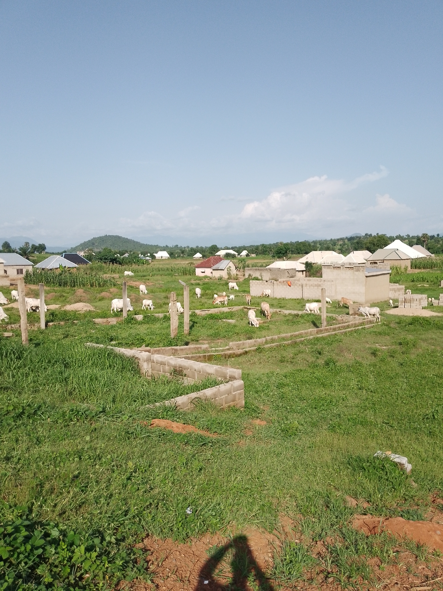 This is a medium-shot, eye-level photograph taken outdoors in Serti, Nigeria. The scene depicts a rural landscape with several houses in the background, some with distinctive conical or pyramidal roofs, characteristic of the region. A herd of white cattle is scattered across a grassy field, grazing peacefully. Some of the cattle are closer to the foreground, while others are further back, closer to the buildings.
In the immediate foreground, there are partially constructed brick walls, suggesting ongoing building activity or a foundation for a new structure. These walls are low and not fully erected. The ground is covered in lush green grass and some patches of exposed red soil. In the bottom right corner, a shadow of a person is cast on the ground, indicating the presence of a photographer.
The sky is a clear, light blue with a few scattered, wispy white clouds, suggesting a bright, sunny day. The sun appears to be high in the sky, possibly mid-morning or early afternoon. The overall atmosphere is peaceful and serene, conveying a sense of rural life and agricultural activity. There is no visible text in the image. The environment appears to be a typical village setting in Nigeria, with a blend of traditional and possibly modern housing elements.