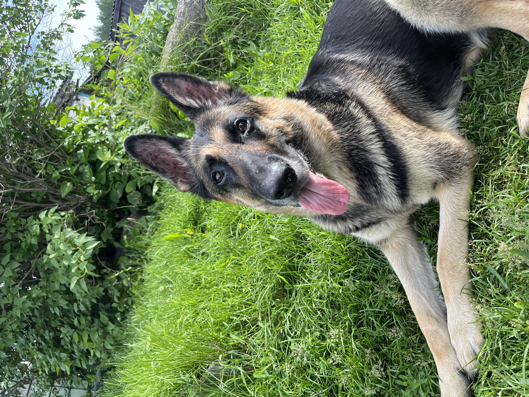 In Nizhny Tagil, Russia, a German Shepherd dog lies on a patch of lush green grass. The dog's tongue is lolling out, suggesting it might be warm or recently active. The background is filled with dense green foliage and a glimpse of a building, possibly a house or shed, indicating a rural or suburban setting. The dog is facing the camera, with its ears perked up and its eyes looking directly at the viewer. The lighting suggests it is daytime, possibly late morning or early afternoon, given the brightness and shadows. The overall scene conveys a sense of a pet enjoying the outdoors in its natural habitat.