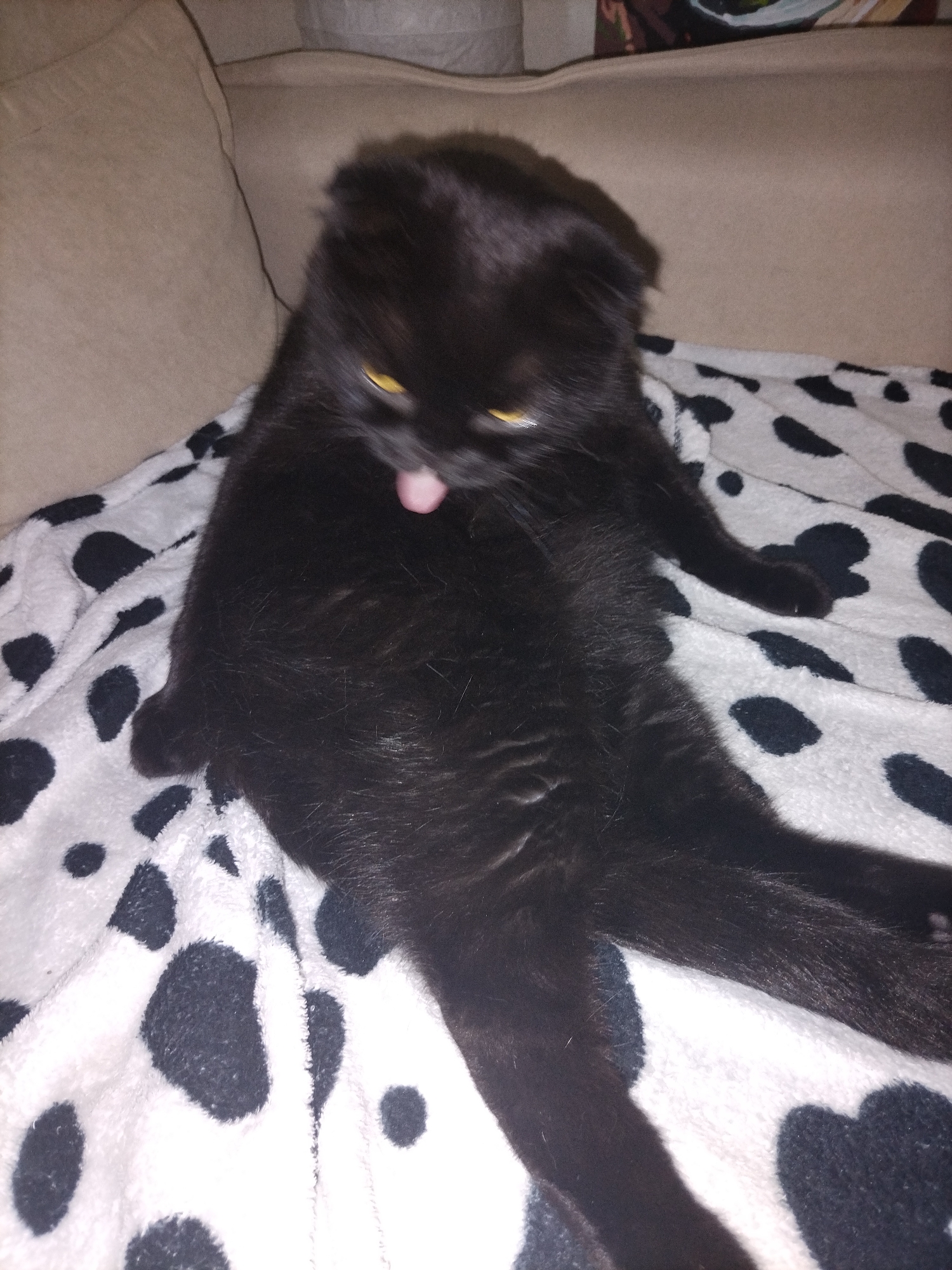 A black cat is depicted sitting upright on a beige couch, partially covered by a white blanket with irregular black spots, resembling a cow print or dalmatian pattern. The cat has sleek black fur and striking yellow eyes, which appear bright due to flash reflection. Its pink tongue is visible, sticking out from its mouth, suggesting it is either licking itself or has its tongue out in a playful or goofy manner. There is noticeable motion blur around the cat's head and tongue, indicating movement at the moment the photo was taken, while its body and the background remain relatively sharp. The setting appears to be indoors, likely a home, with a cushioned sofa providing the background. The lighting suggests an indoor environment, possibly with artificial light. No visible text is present in the image.