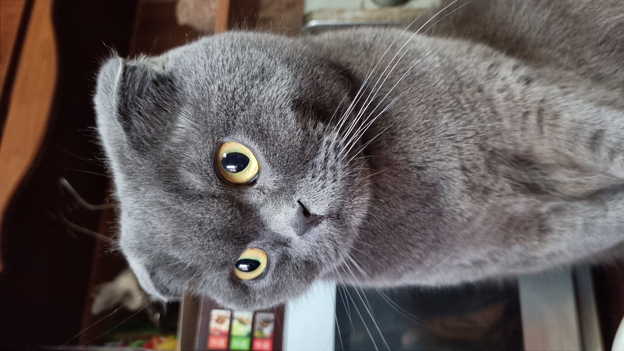 A close-up, waist-up, eye-level shot features a grey Scottish Fold cat with bright yellow eyes. The cat is looking to the left of the frame. Its ears are folded forward, a characteristic of the breed. The cat's fur is dense and appears soft. The background is blurred, showing hints of a wooden shelf and possibly some boxes or containers on a shelf to the left. The lighting is soft, highlighting the cat's features. There are no people or specific geographical markers to indicate a location in Vysokoe, Russia.