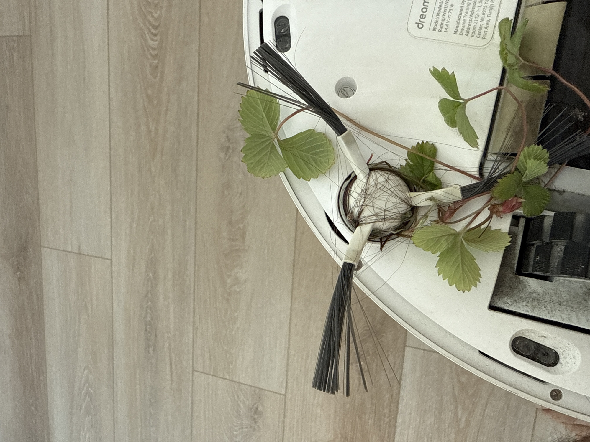 An overhead shot reveals the underside of a white robotic vacuum cleaner, positioned on a light-colored wooden floor. The vacuum's side brushes are heavily tangled with a significant amount of human hair, dark string-like material, and several green leaves that resemble strawberry plant foliage. One cluster of leaves is prominently caught in the brush mechanism, while a vine-like stem with more leaves extends further across the vacuum's surface.
The floor consists of light wooden planks, some showing subtle grain patterns. The vacuum cleaner itself appears dirty around the brush areas, indicating recent use and a collection of debris.
Visible text on the vacuum's label includes "dream" (part of the brand "Dreame"), "Model/Modell/", "Rating/Wert/No", "14.4 V === 75 W", "Manufactured by Dreame Trading", and a partial address: "Room 2112-1-1, Se Center, No.6975 Ya Port Area, Tianjin P". The image captures the common maintenance issue of hair and debris entanglement in robotic vacuum brushes.