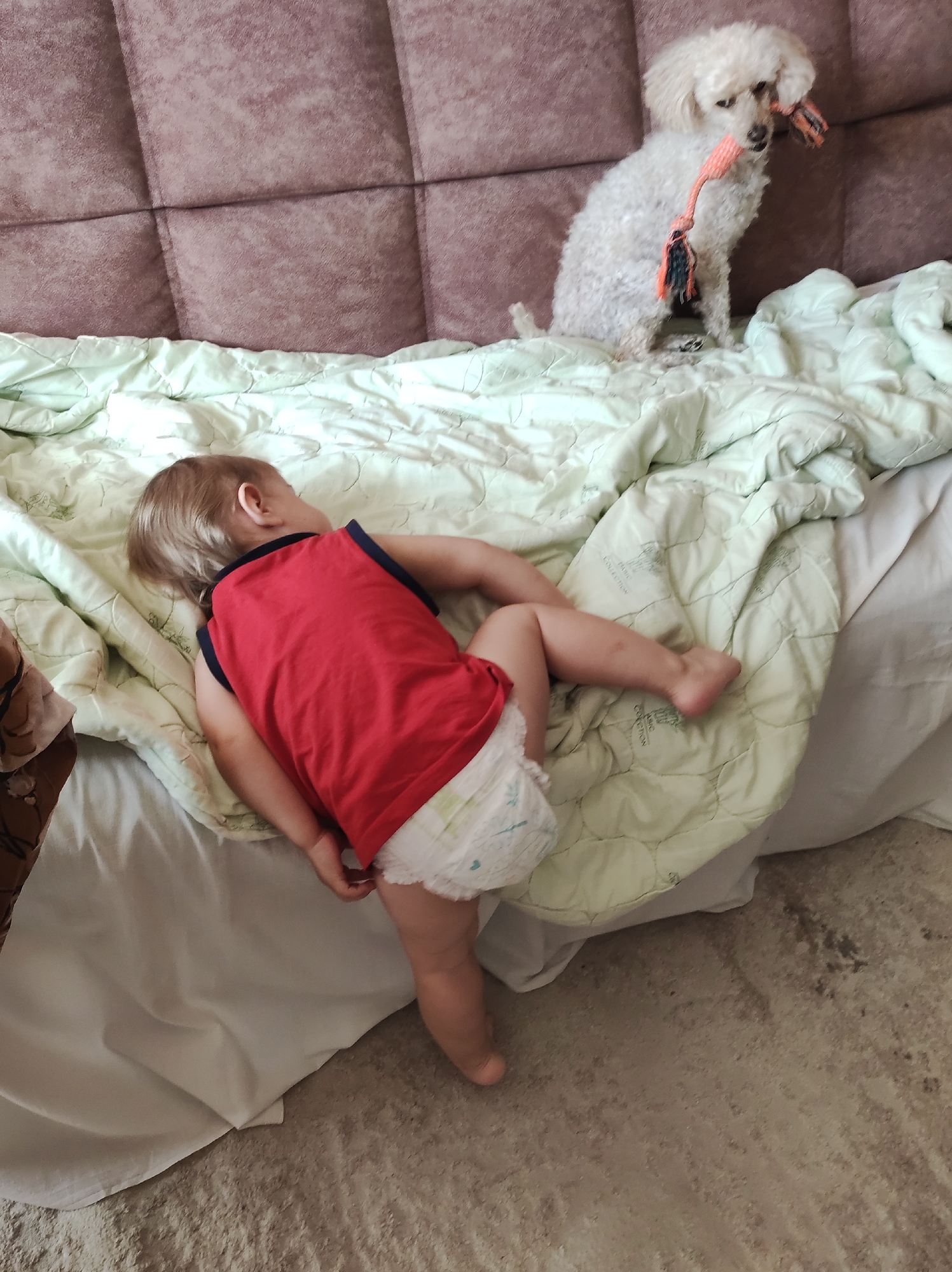 The scene depicts a baby lying on a bed, partially covered by a light green patterned blanket, in what appears to be a residential setting. The baby, wearing a red tank top and a diaper, has fair hair and is positioned facing away from the viewer. A white dog sits on the bed near the headboard, holding a toy in its mouth. The headboard is upholstered in a mauve fabric. The bed has white sheets underneath the green blanket. The floor next to the bed is a light brown, textured surface. The location is inferred to be Chaikovsky, Russia.