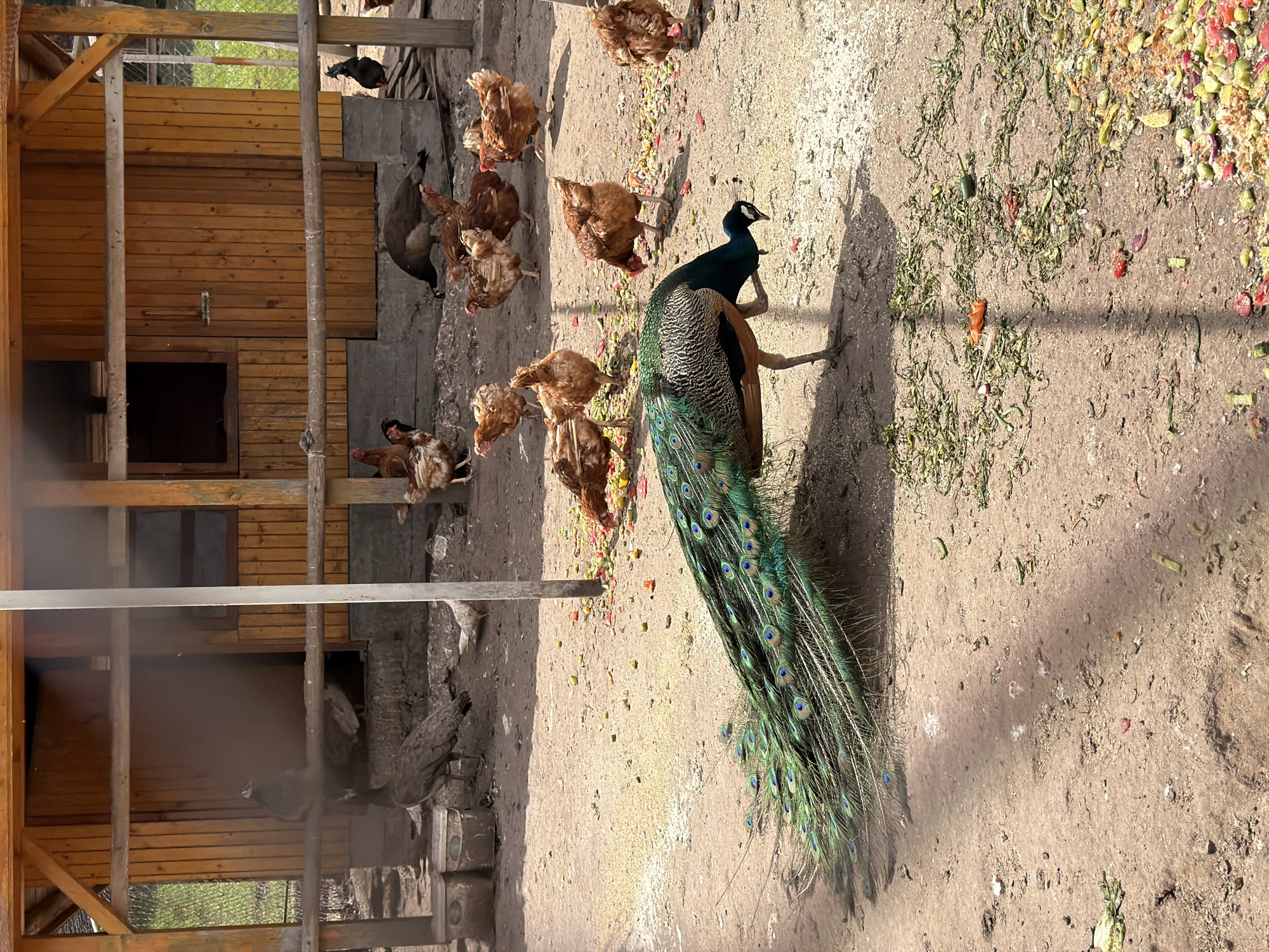 This image, captured in Цигов чарк, Bulgaria, presents an outdoor enclosure populated by various fowl. A male Indian Peafowl (Pavo cristatus) with its iridescent blue-green neck and body, and a trailing train of elongated, ocellated feathers, occupies the foreground, its head lowered towards the dry, earthy ground, indicating foraging. Numerous brown domestic chickens (Gallus gallus domesticus) are scattered throughout the midground and background, actively pecking at a dense dispersal of vegetable and fruit scraps, alongside grains, covering the dirt surface. A dark-feathered chicken is situated near the right side of a prominent wooden coop or shed that dominates the background. This wooden structure is constructed with vertical plank siding, features a small rectangular open window, and a closed wooden door, resting on a concrete foundation. Additional birds, appearing to be peahens or juvenile peacocks, are discernible near the base of the wooden structure on the left. The enclosure is defined by wooden posts and railings, with a green wire mesh fence visible in the distance beyond the wooden building. The scene is illuminated by natural daylight, casting shadows.